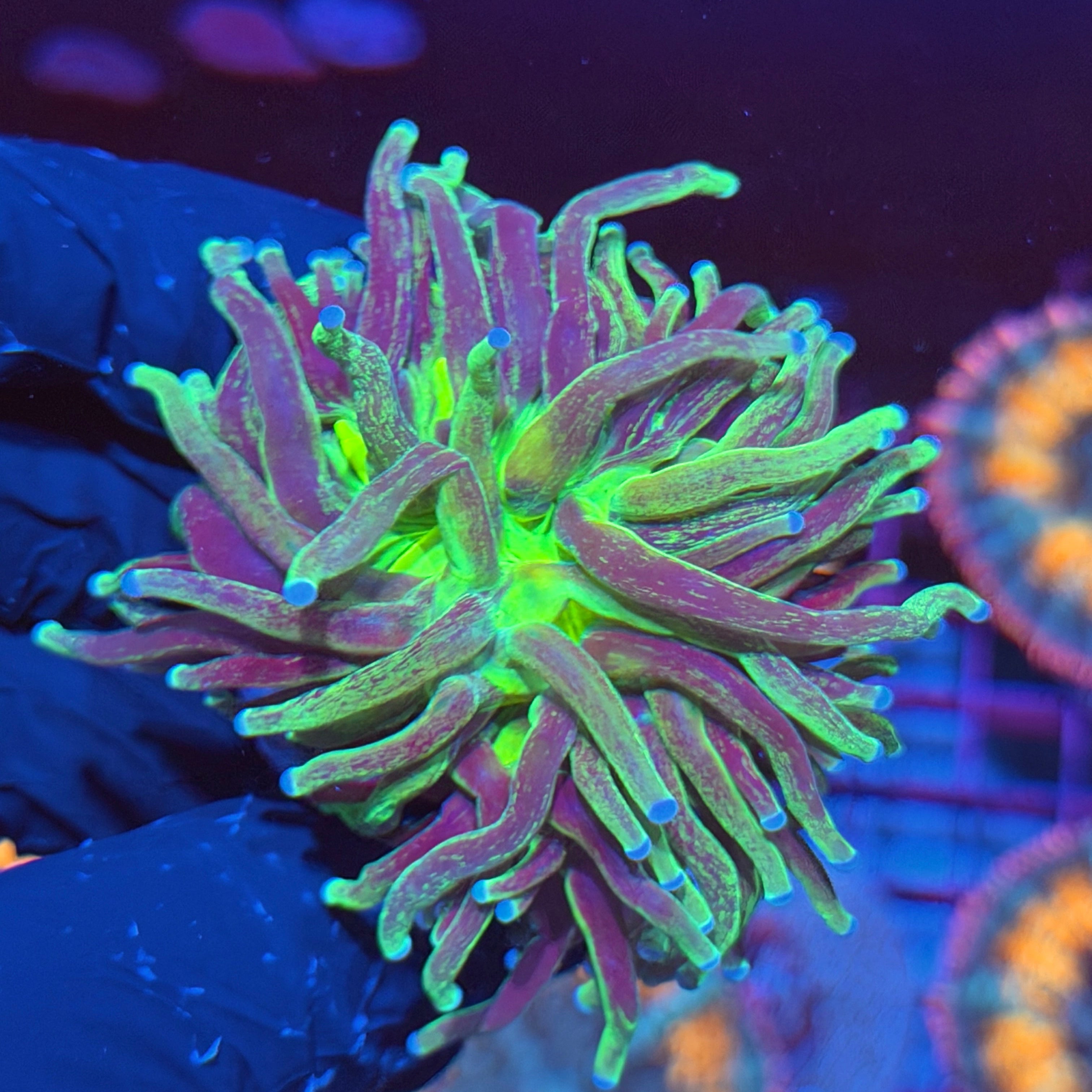 JEA Grafted Holy Grail Torch Coral 1 XXL Head 6/3