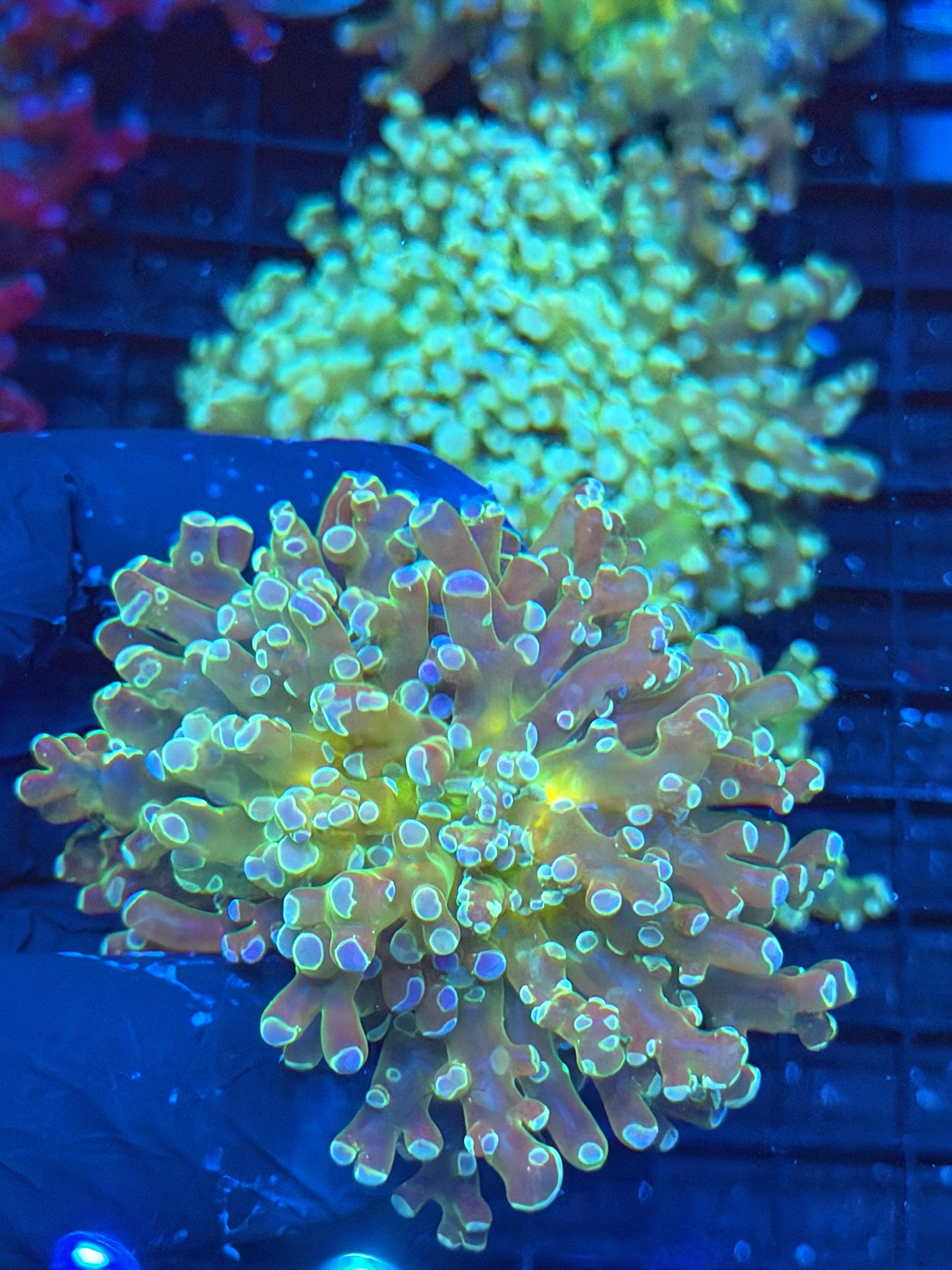 JEA Holy Relic Frogspawn Coral 1’XL Head Splitting 9/6