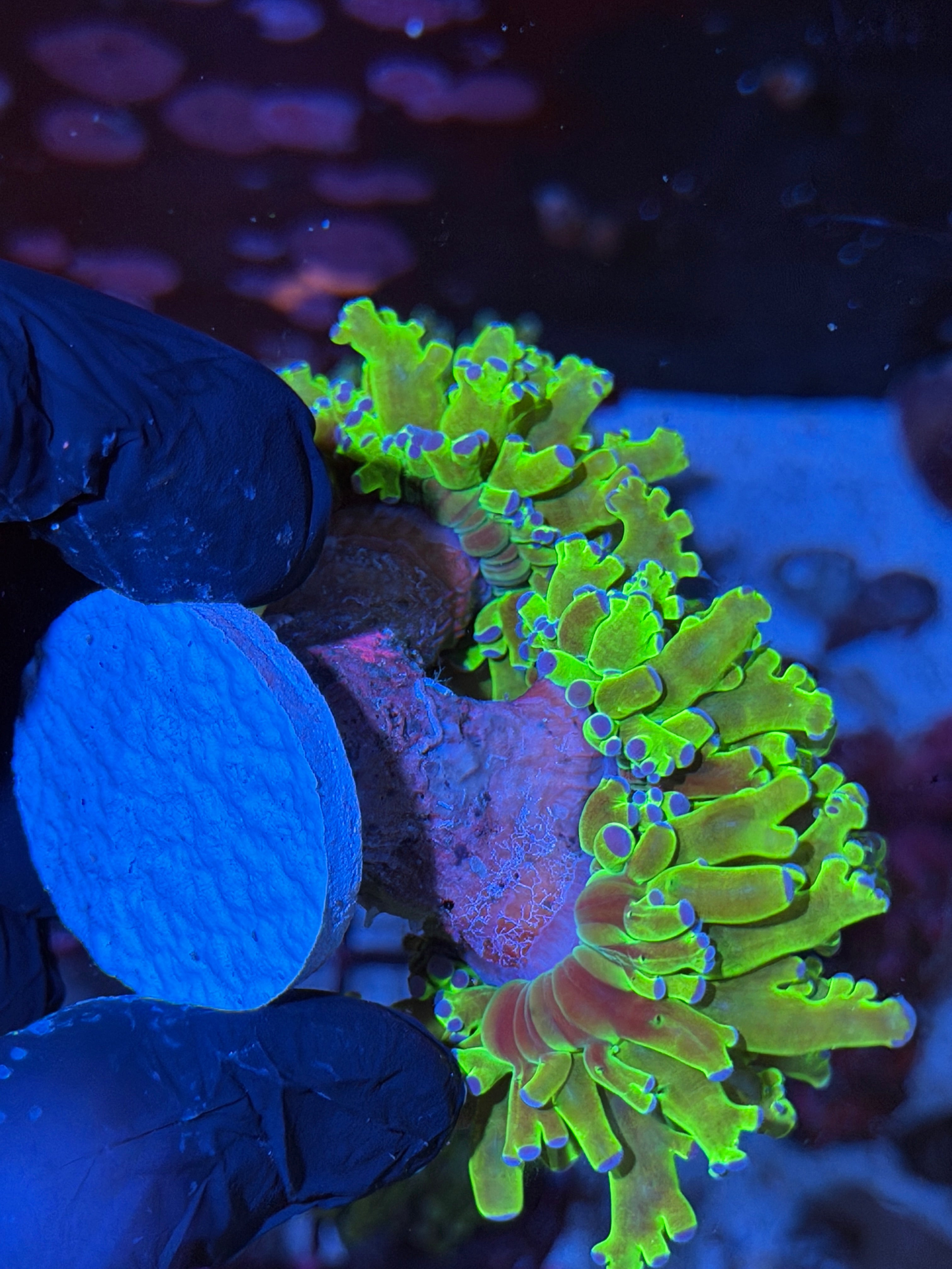 JEA Kermit Frogspawn Coral 3 Heads Splitting XXL Show Size
