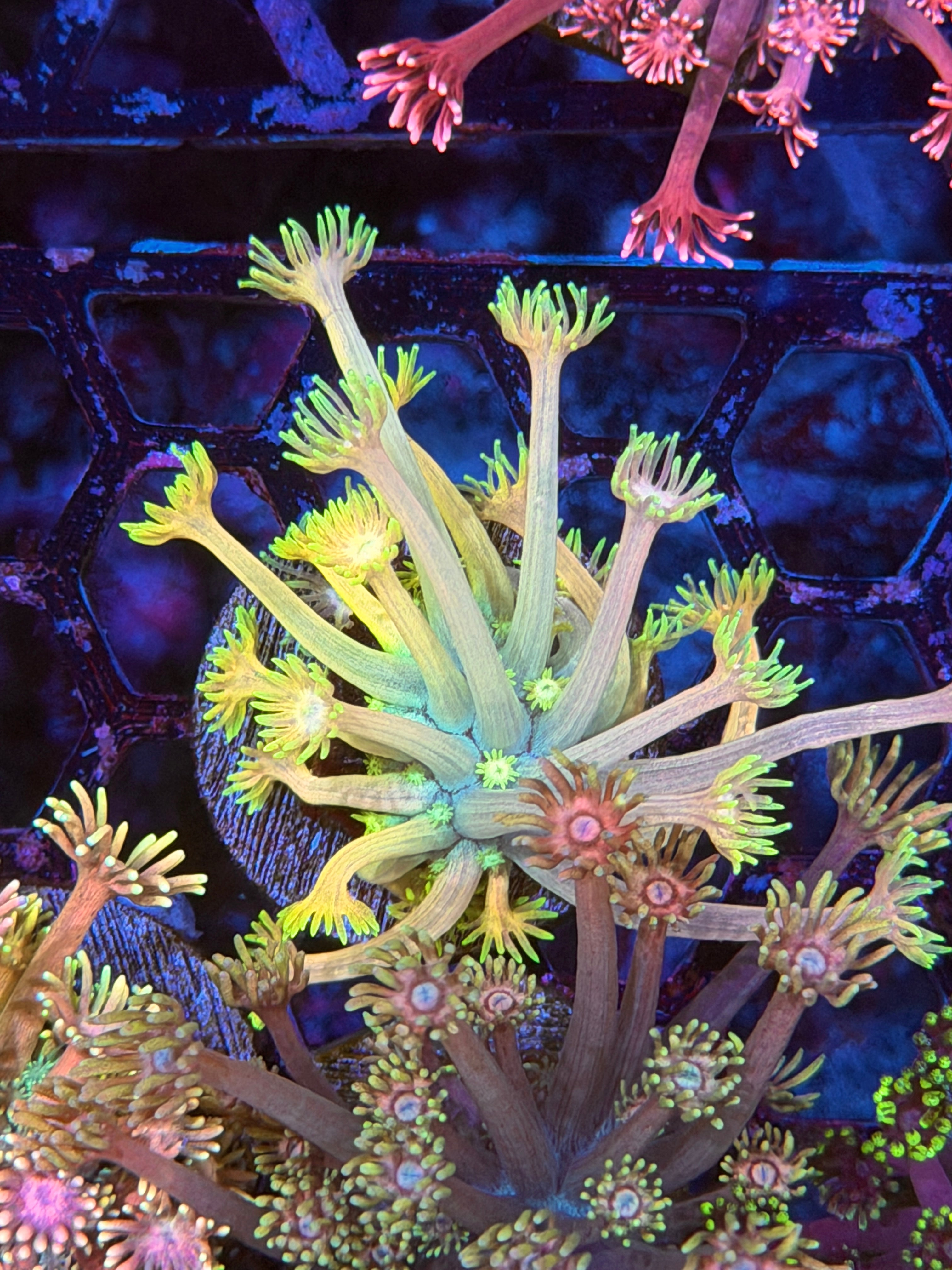 JEA Lightsaber Goniopora Coral Xl Frag 11/28