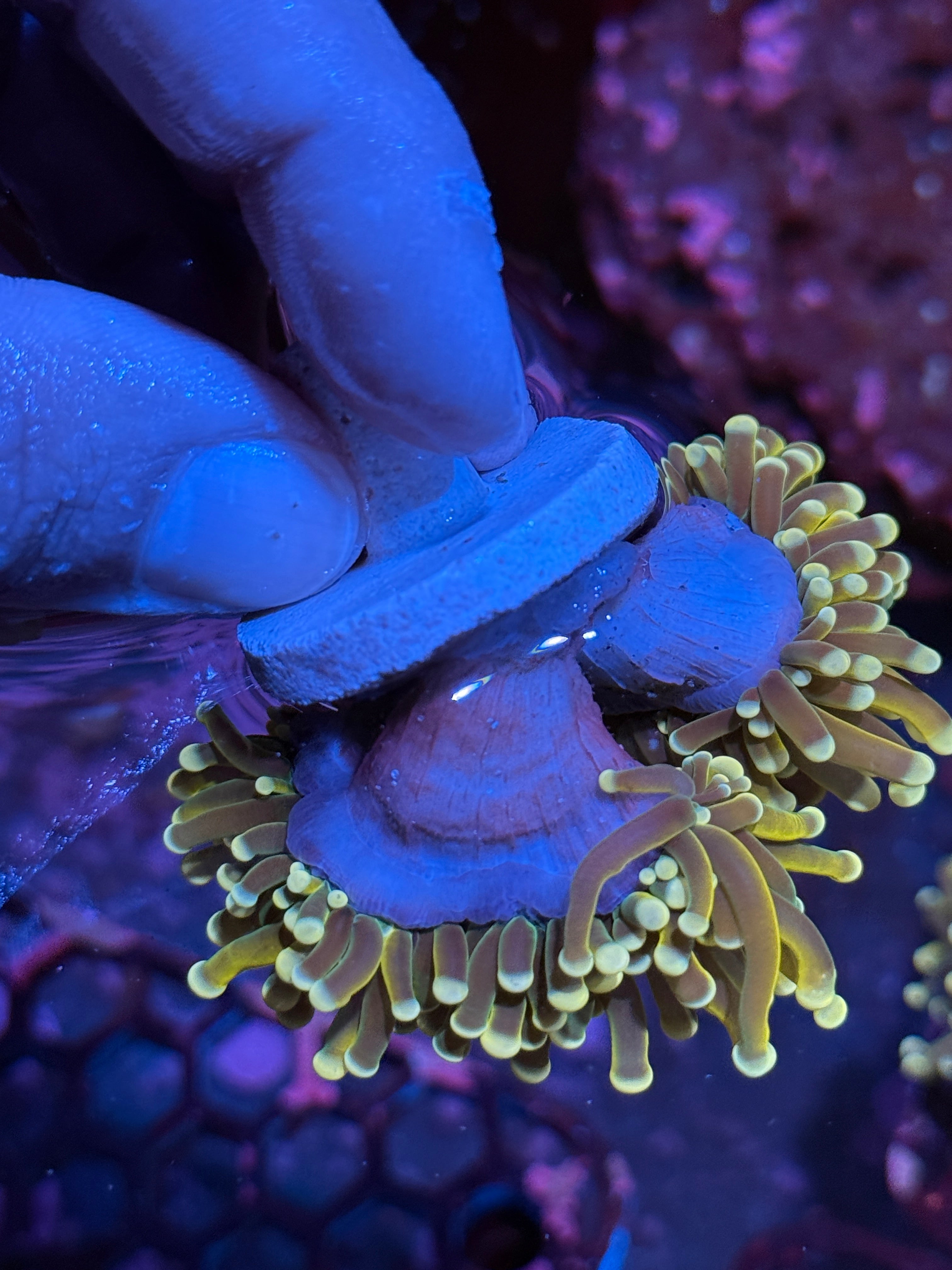 JEA Banana Peel Torch Coral 3 Heads Splitting XXL
