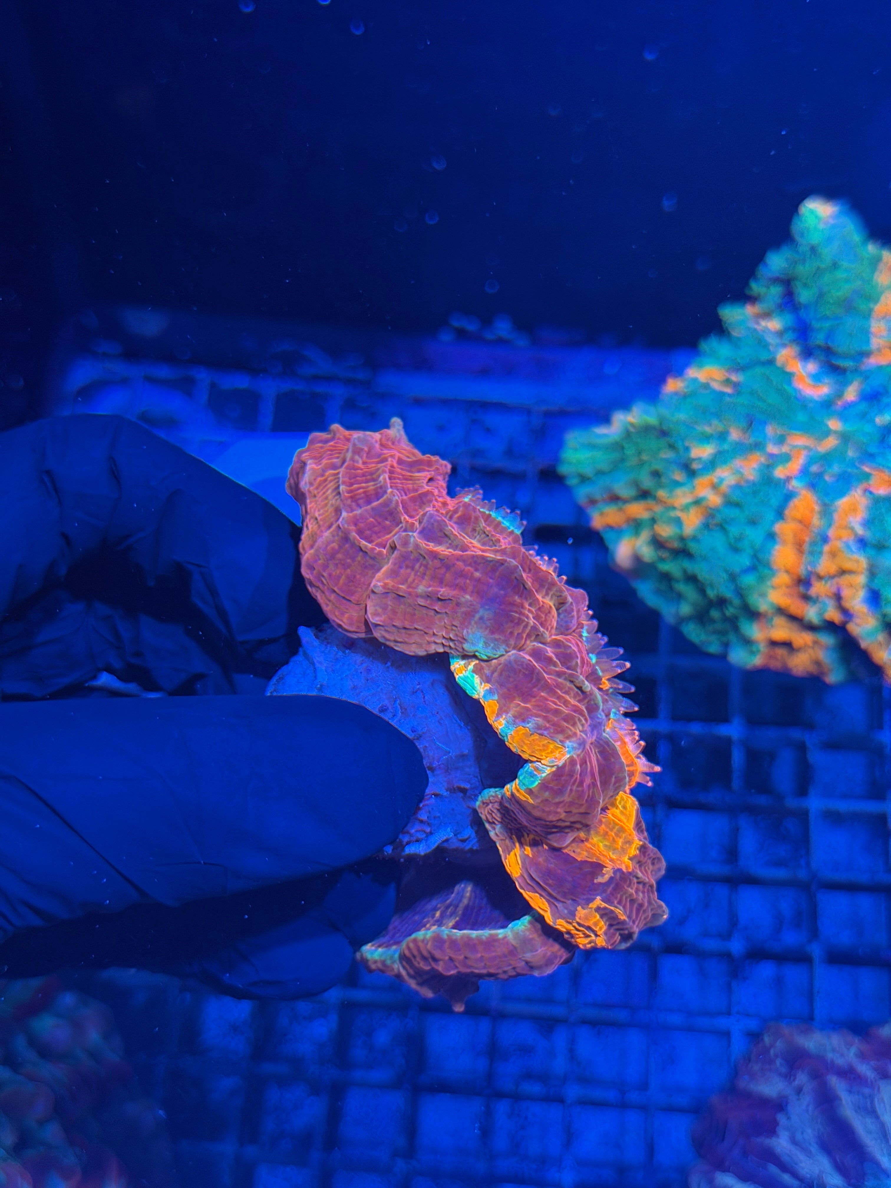 Unique Striped Acanthophyllia Meat Coral XL