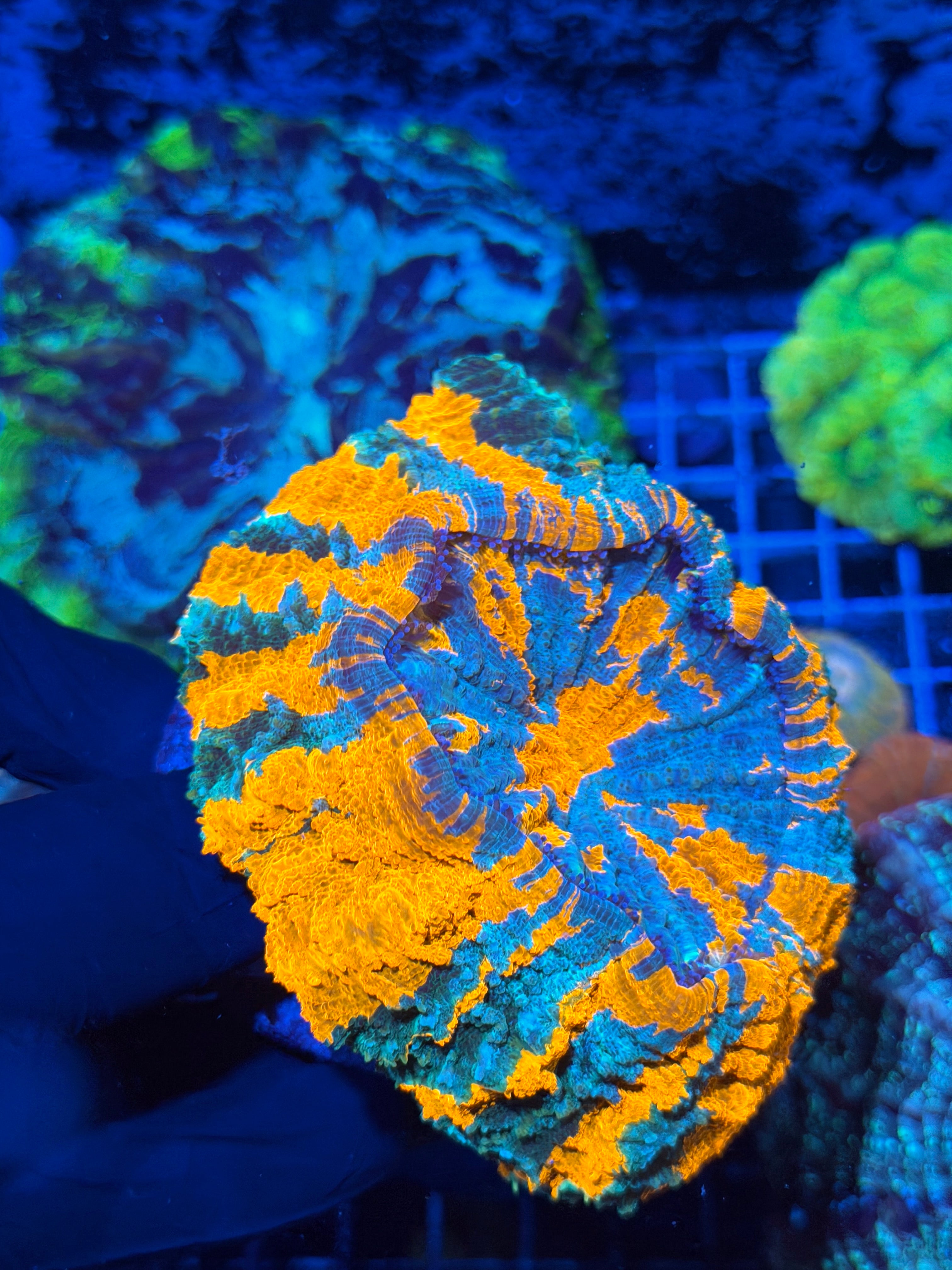 Insanely Bright Striped Acanthophyllia Meat Coral XL