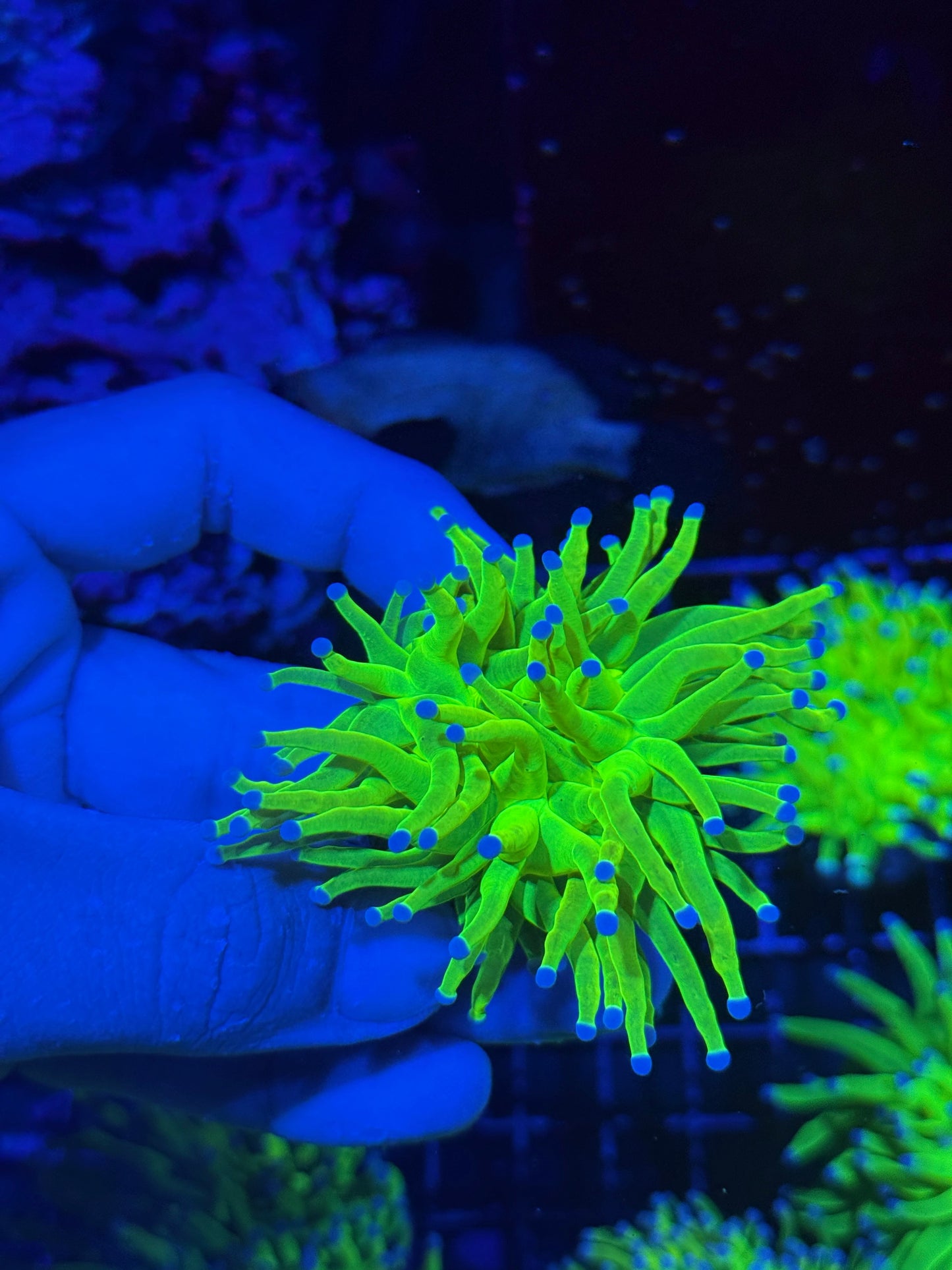 Jay's Exotic Coral Auctions
