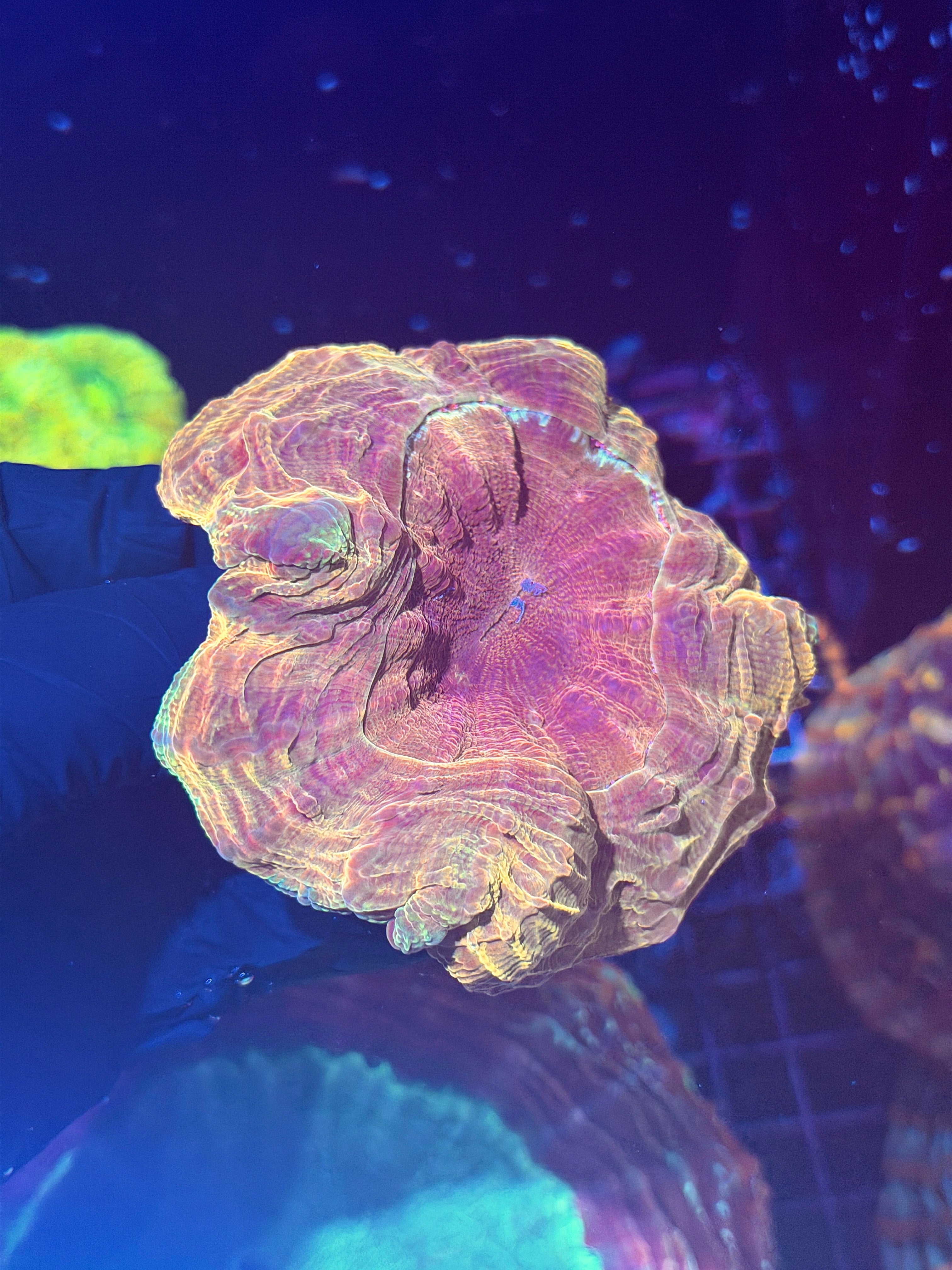 Gold Acanthophyllia Meat Coral XL