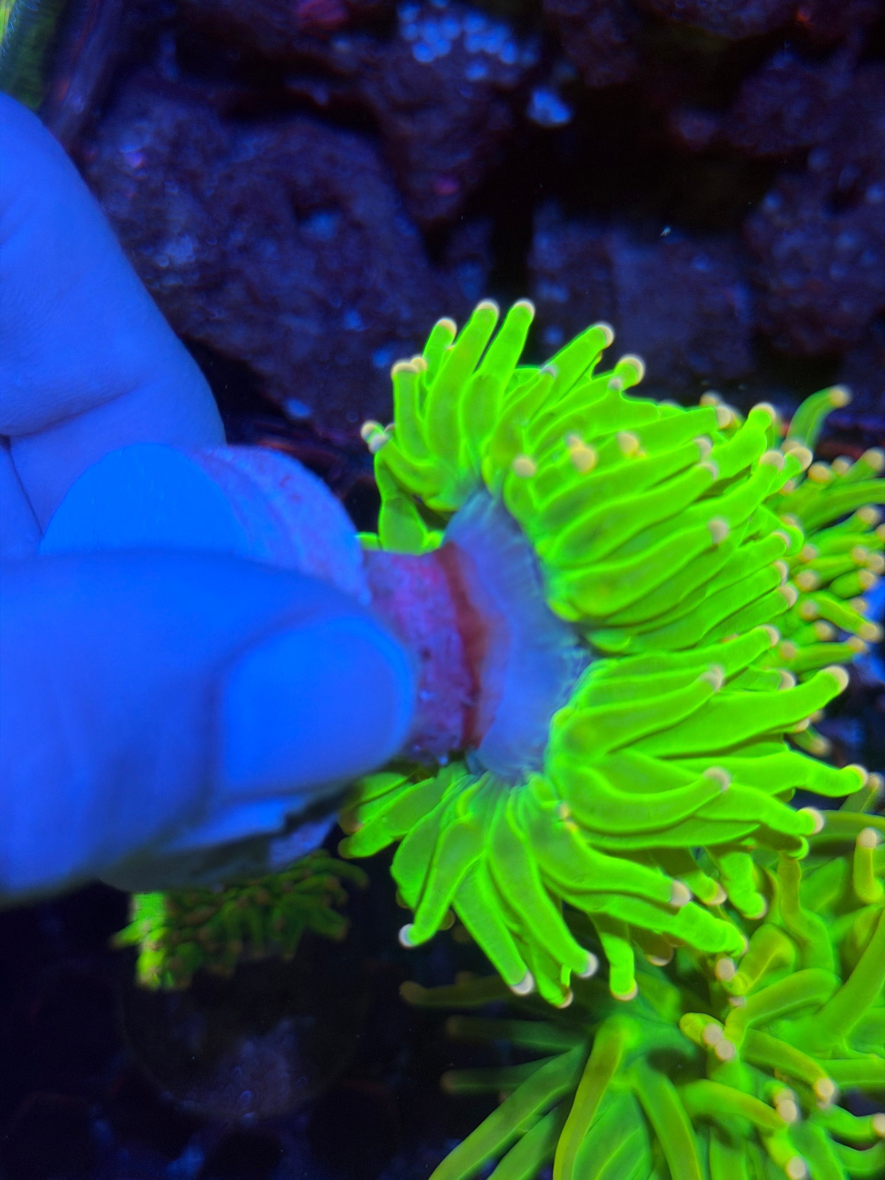 JEA Care Bears Holy Grail Torch 1 XL Head 12/1