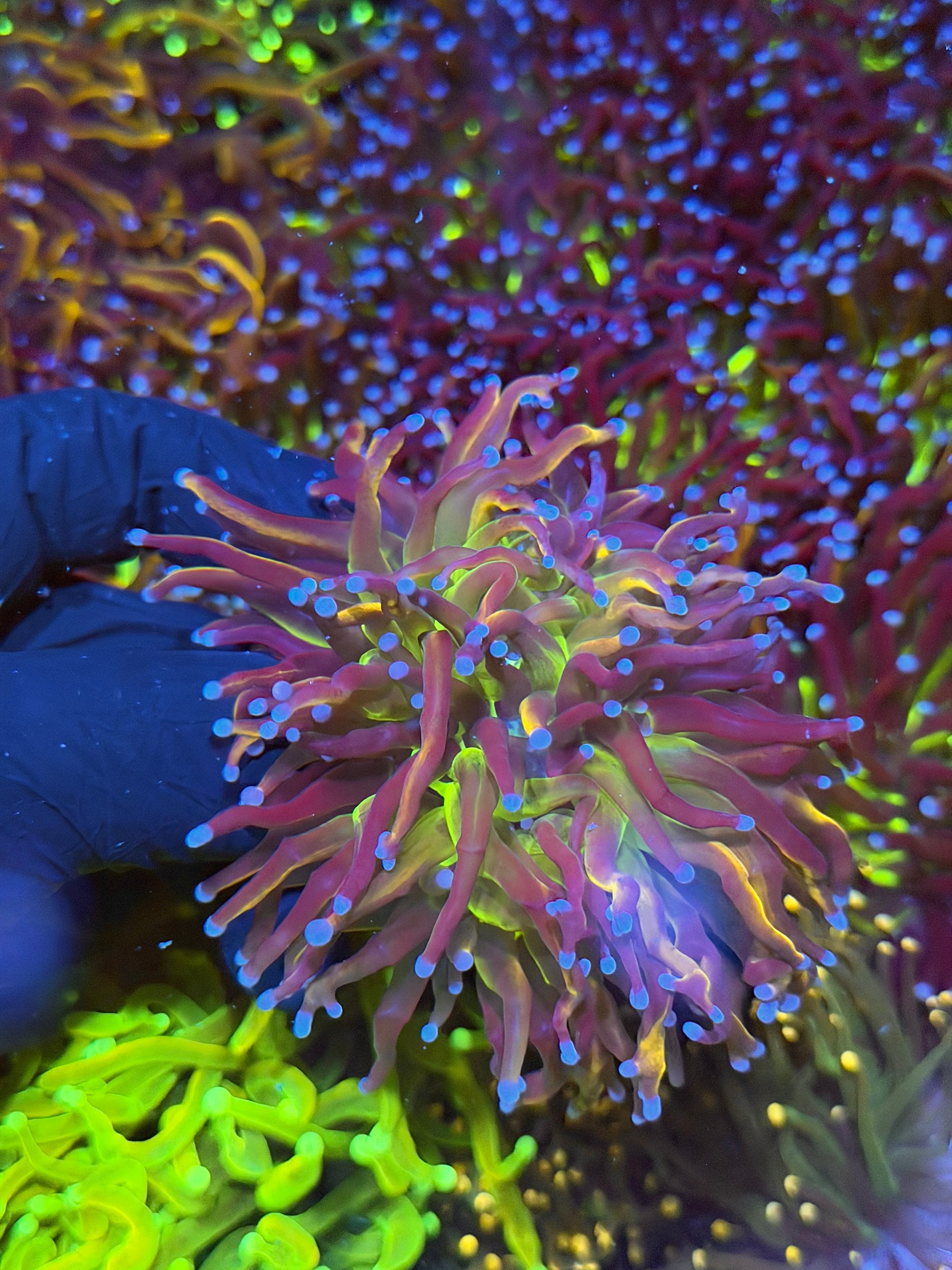JEA Dragon God Torch Coral Heads 2 Heads *New Release*