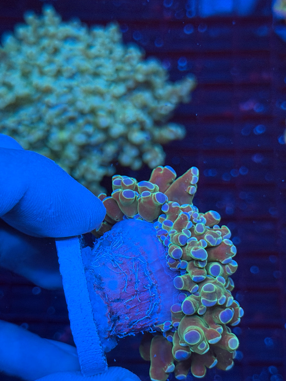 JEA Holy Relic Variant Royal Blue Tip Frogspawn Coral 1 XL Head Splitting 9/22