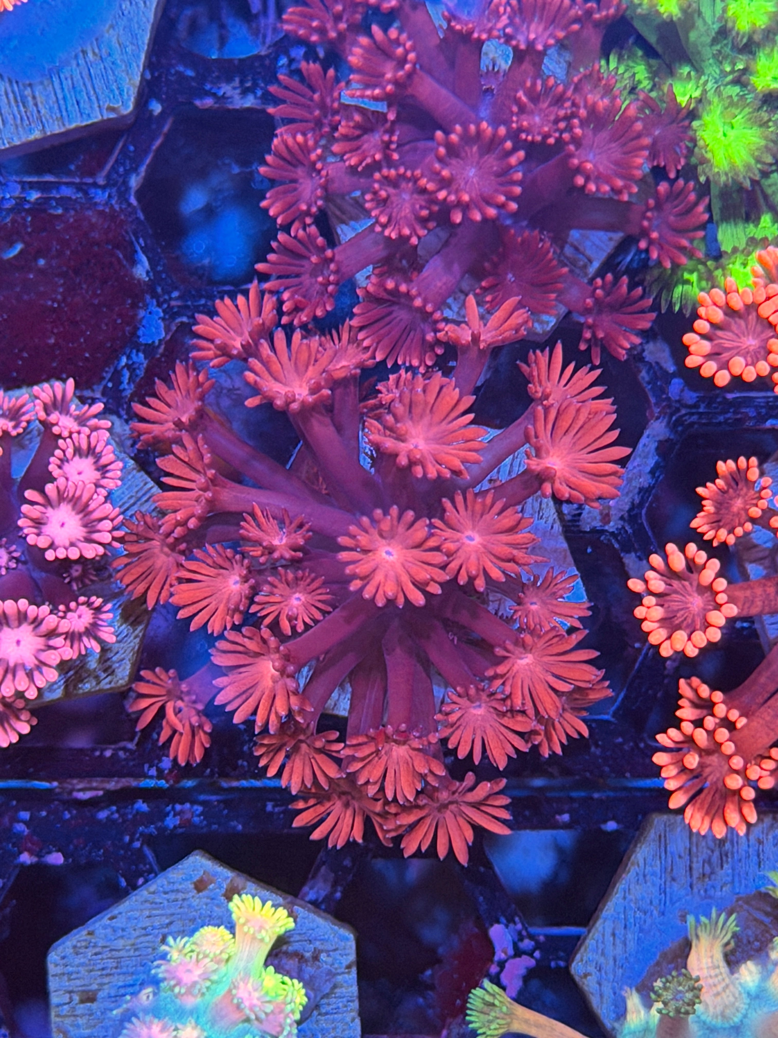 JEA Bloodclot Goniopora Coral *New Release* 3/16