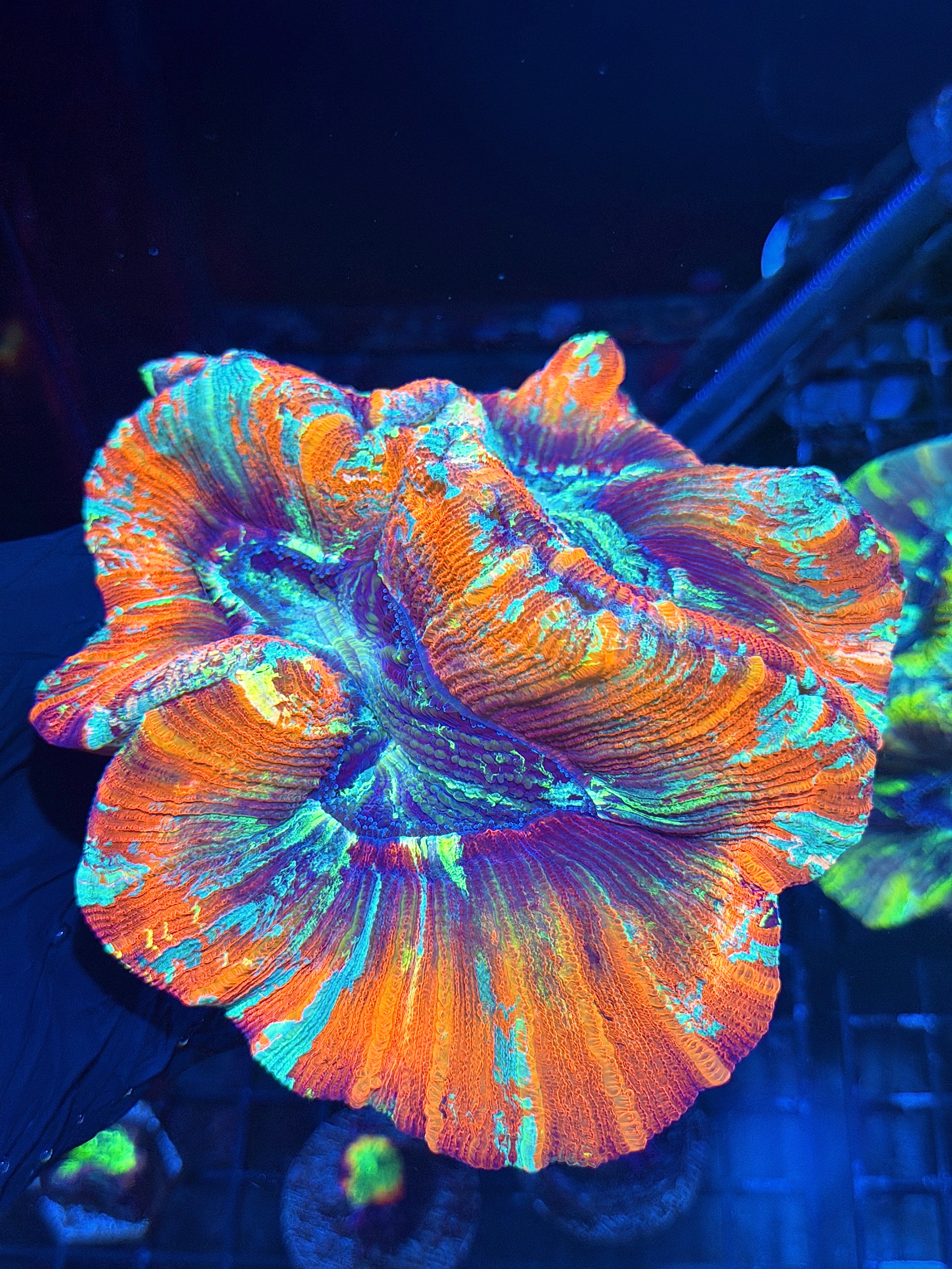 Red / Rainbow Trachyphyllia Meat Coral XXL Show Size 8/1