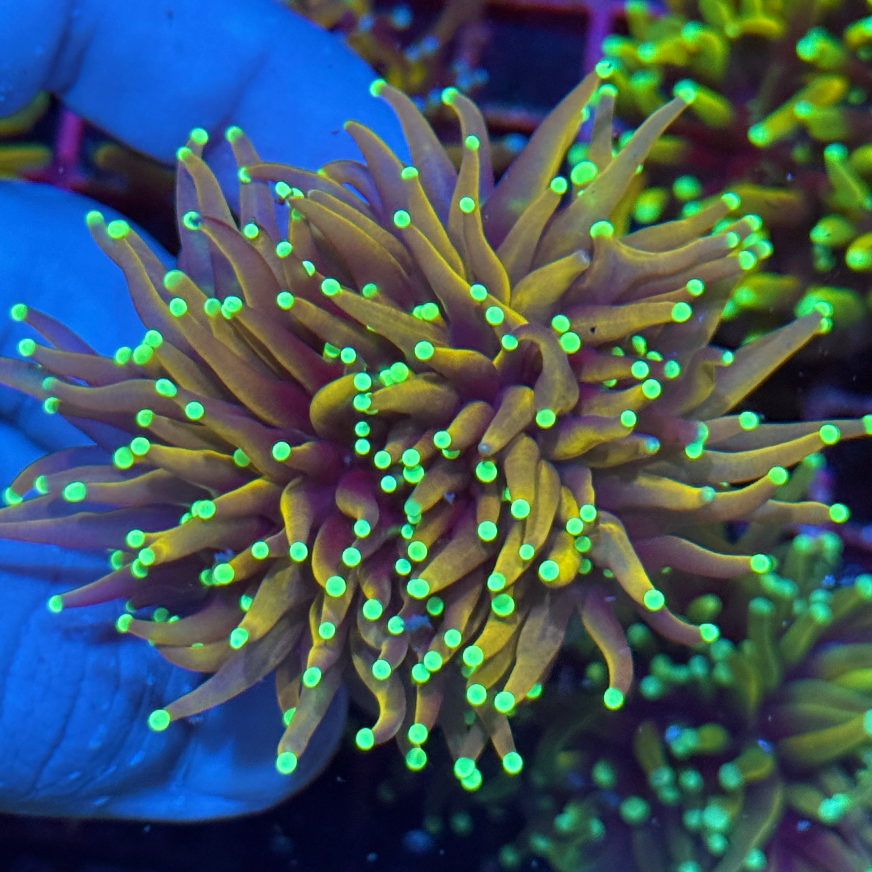 JEA Green Tip Jester Torch Coral 2 XL Heads