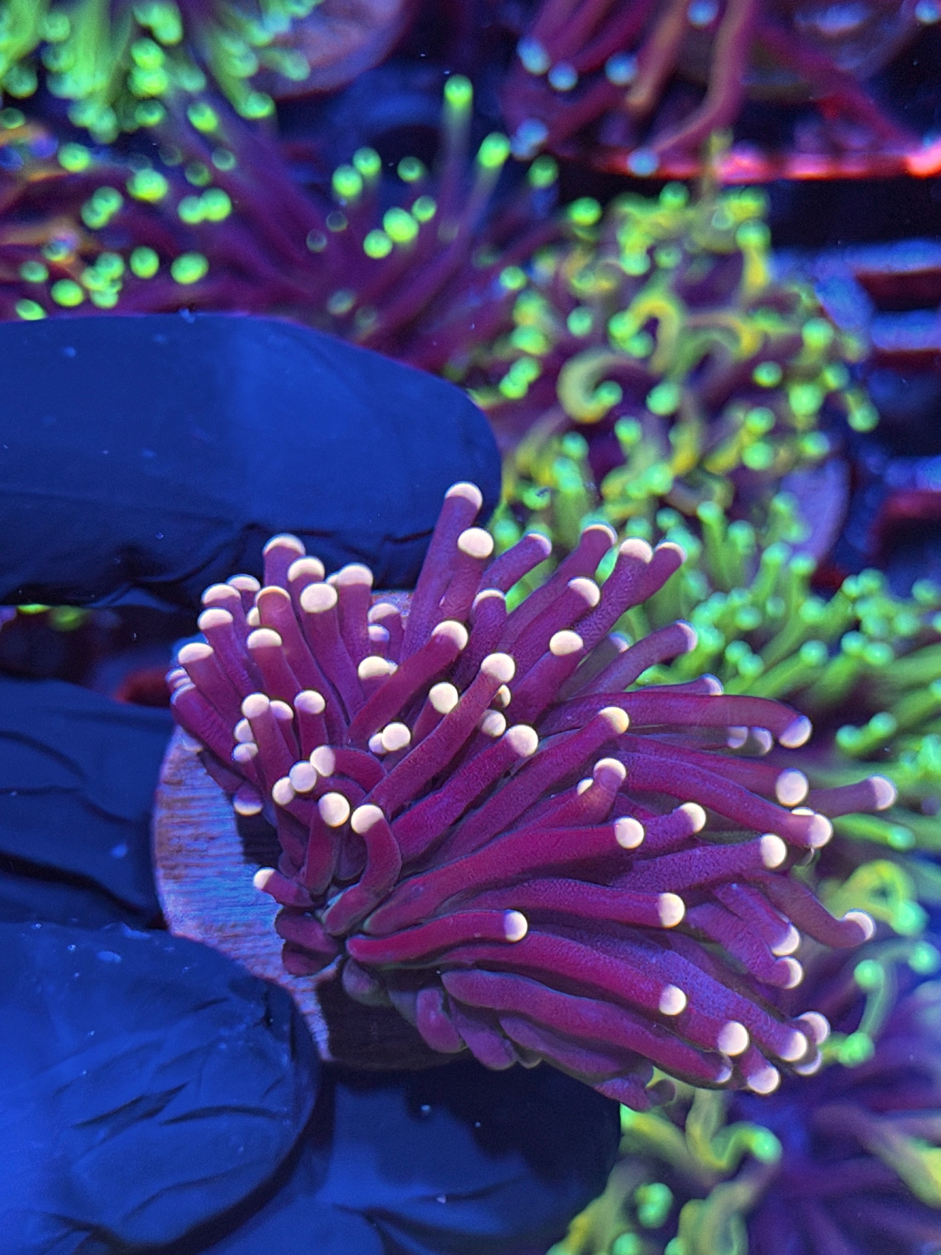 JEA  Joker Torch Coral Fat Stalk 1 Heads