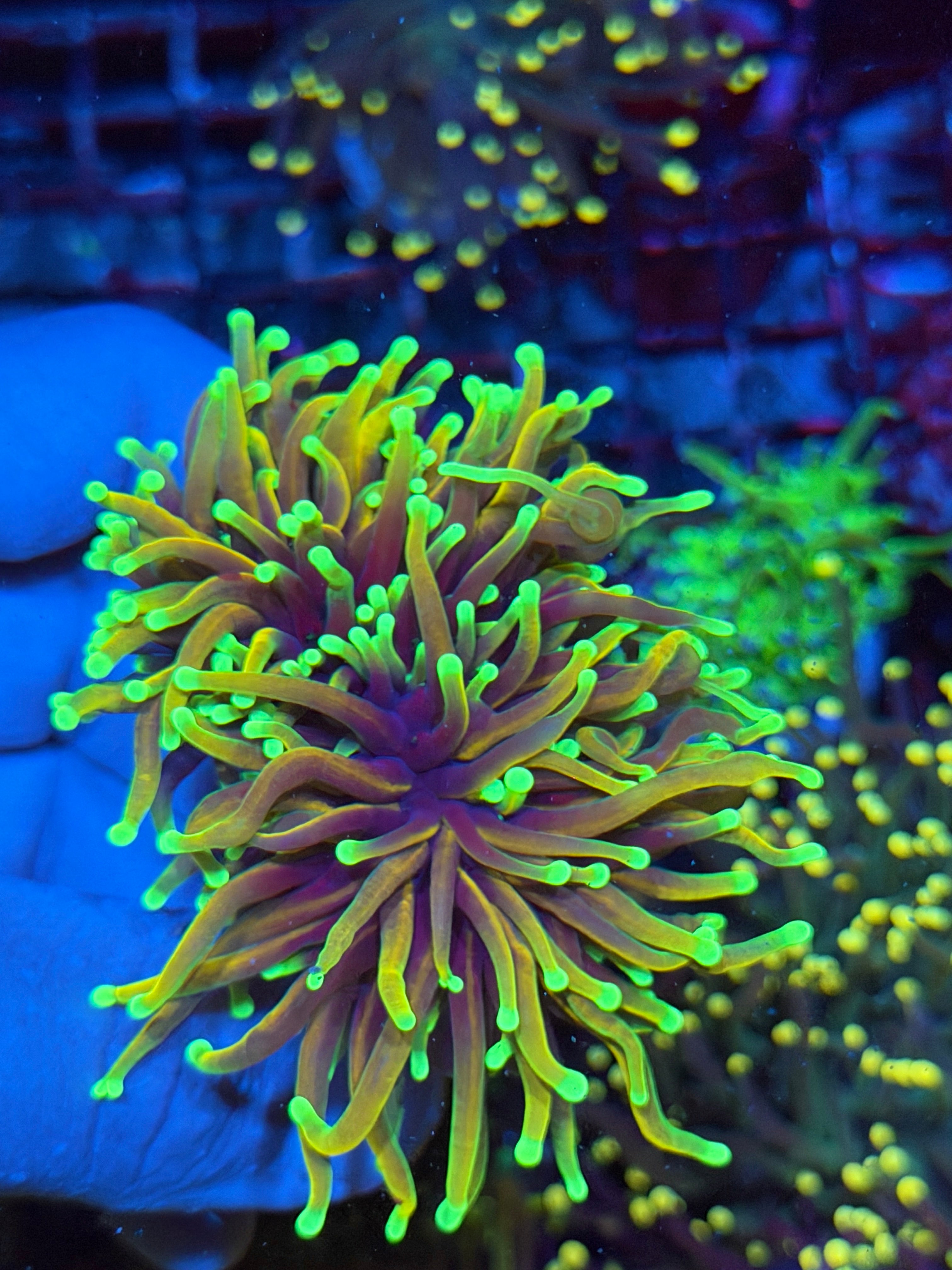 JEA Dragon Fire Torch Coral 2 Heads Splitting XXL