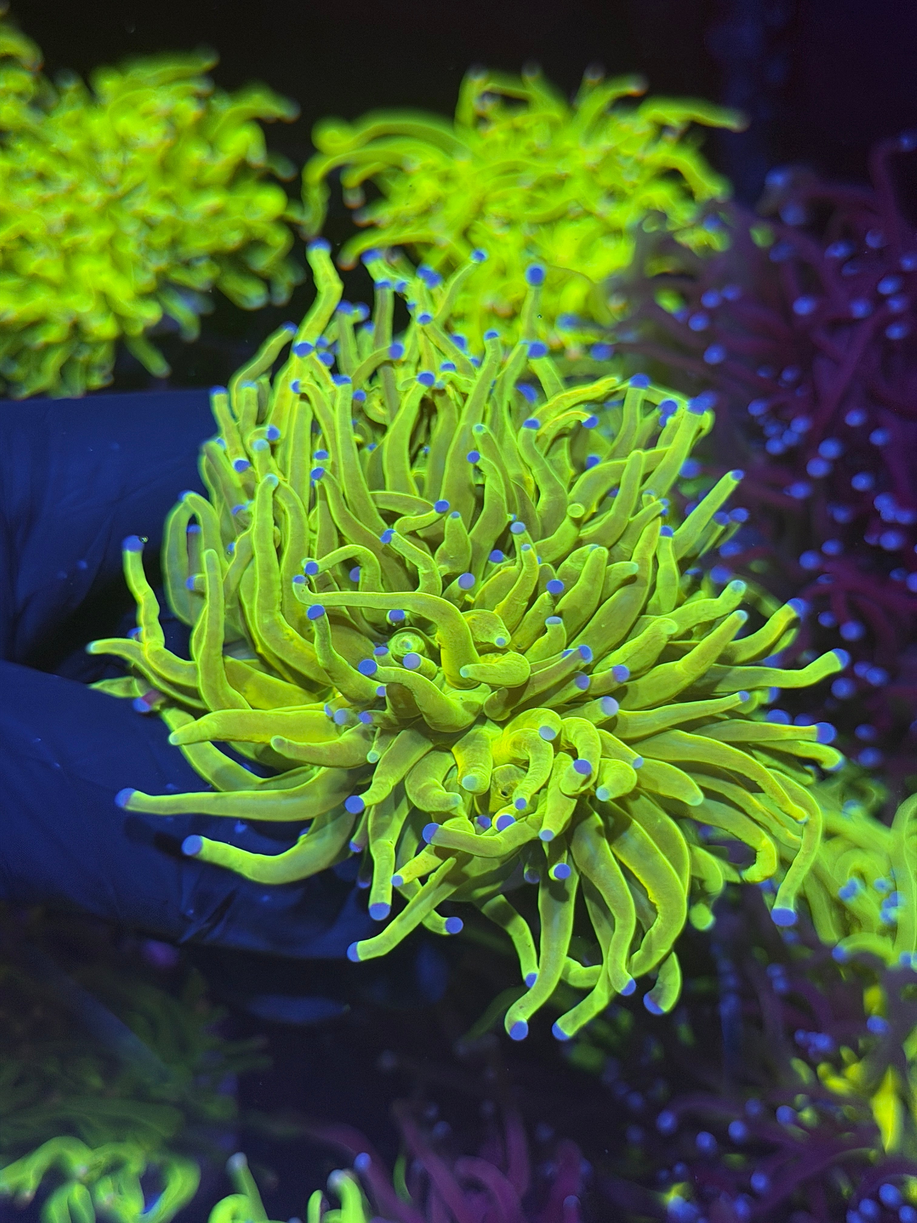JEA 24K Holy Grail Torch Coral 2 Heads Splitting XXL