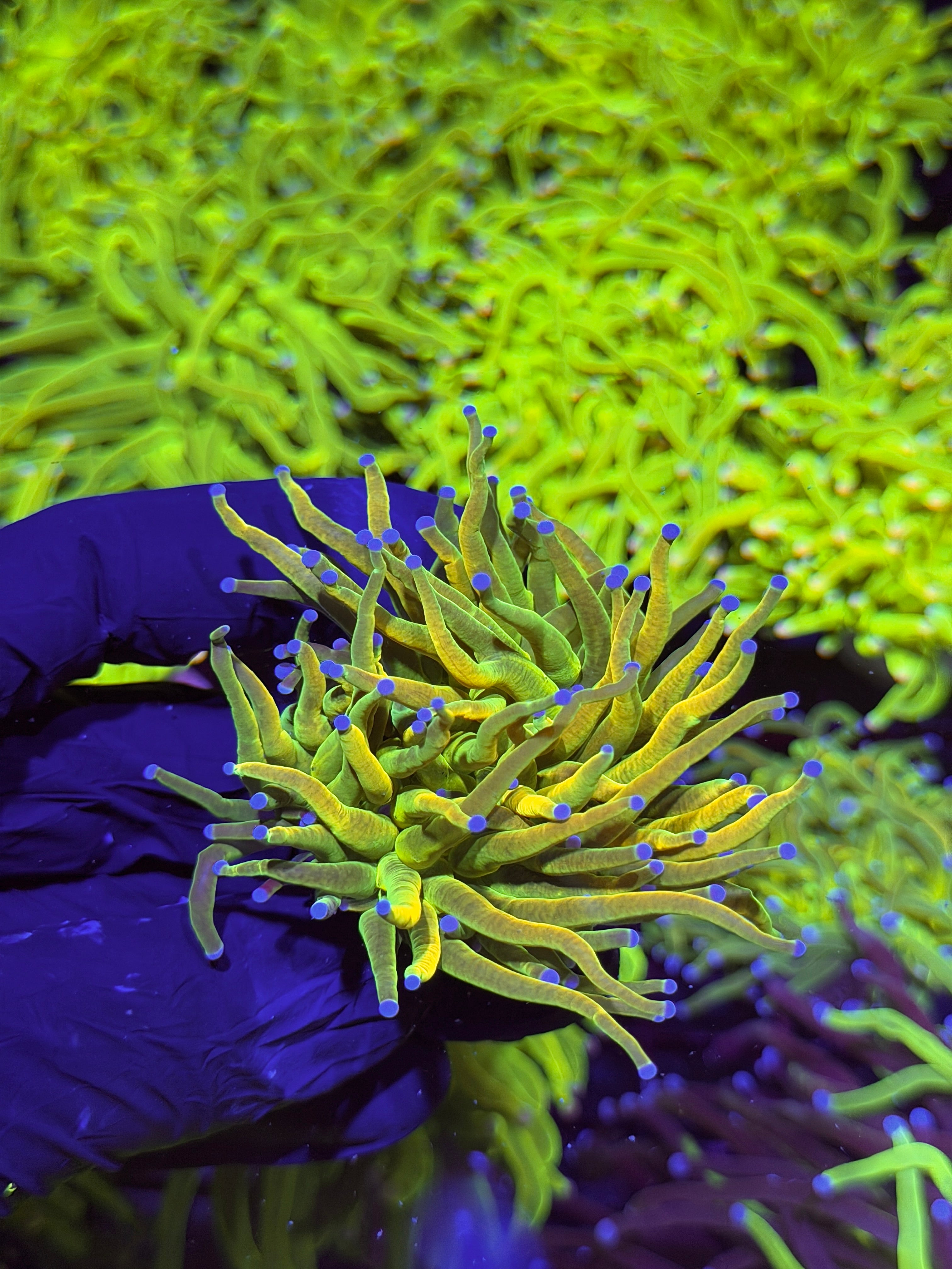 JEA Yellow Holy Grail Torch Coral 1 XL Head