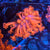 Goniopora