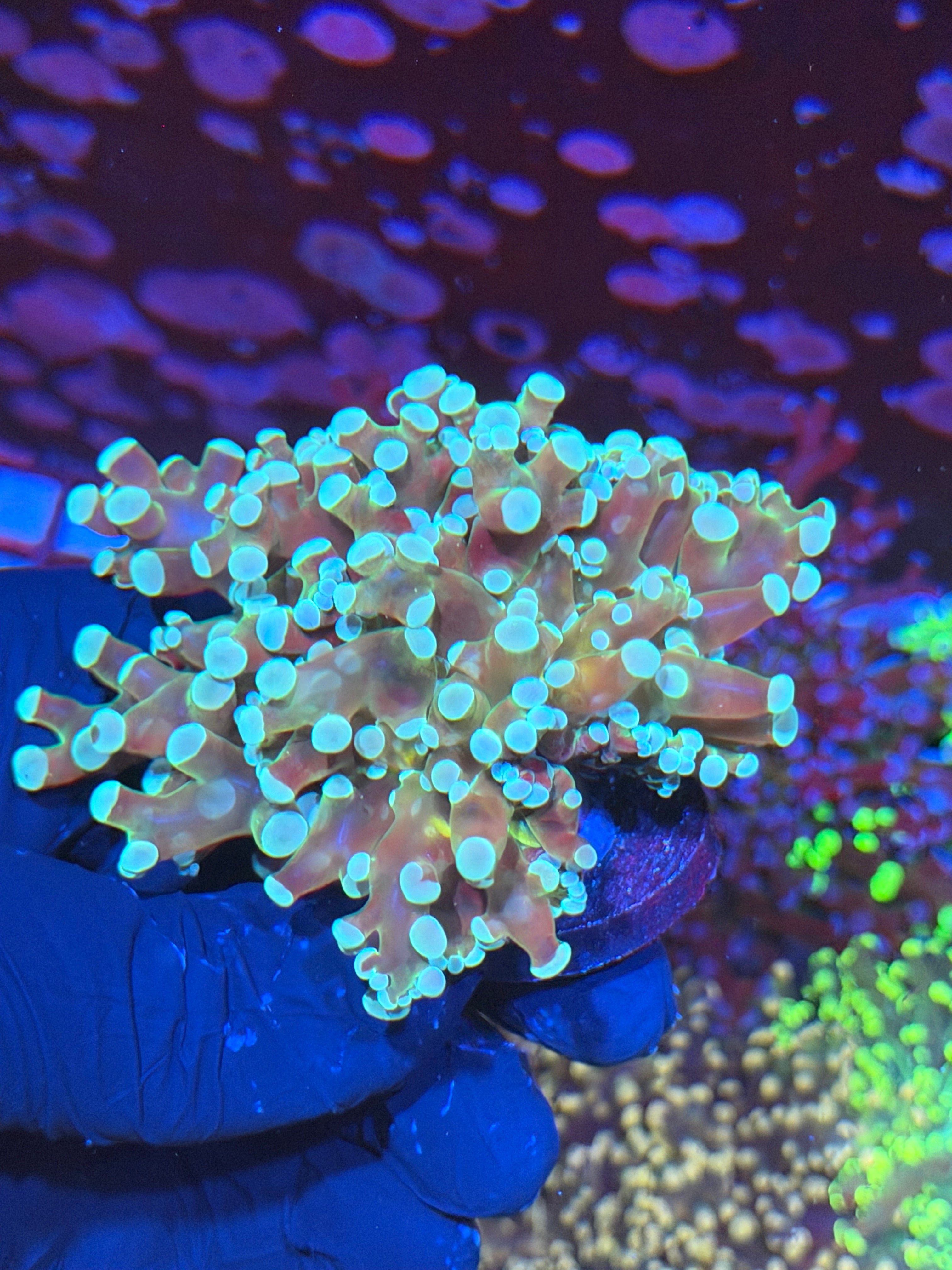 JEA Blue Magic Frogspawn Coral 2 Heads XXL 6/4