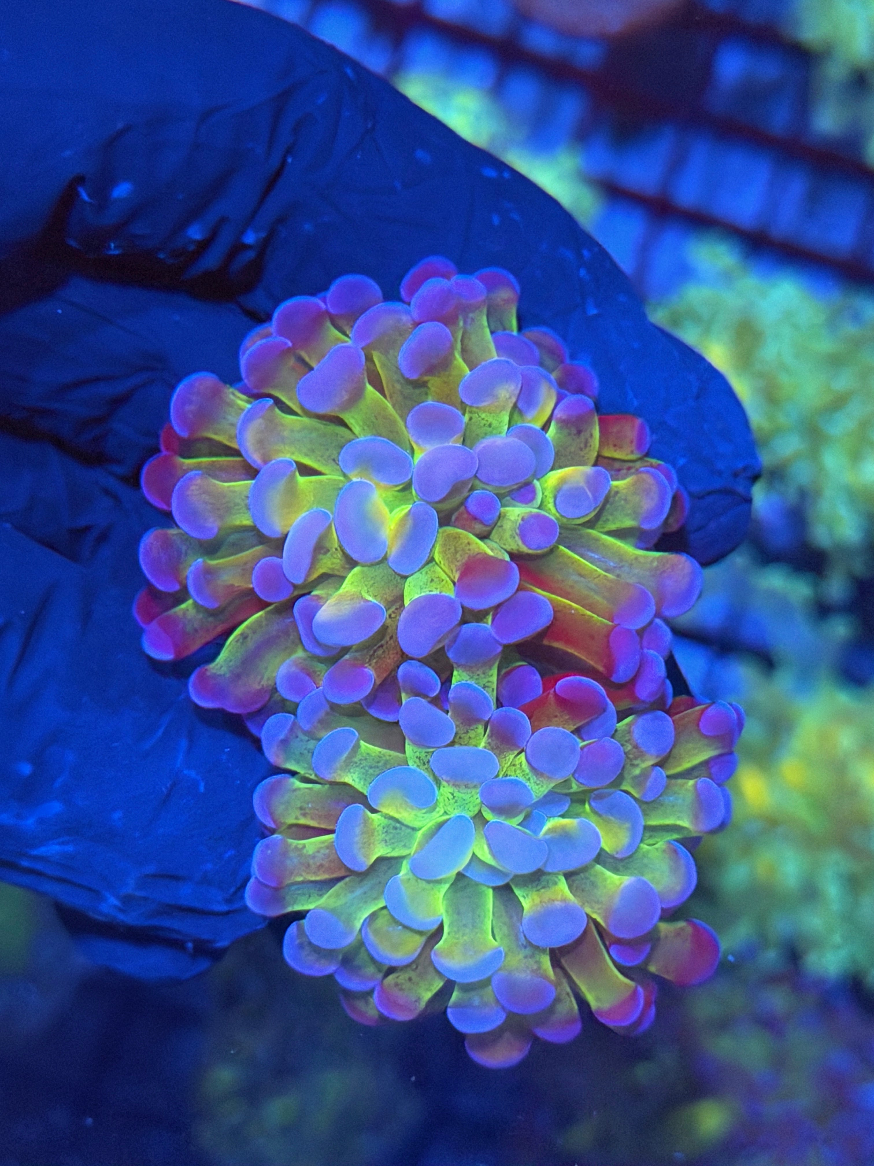 JEA Freakshow Hammer CorAL 2 Heads XL 11/28