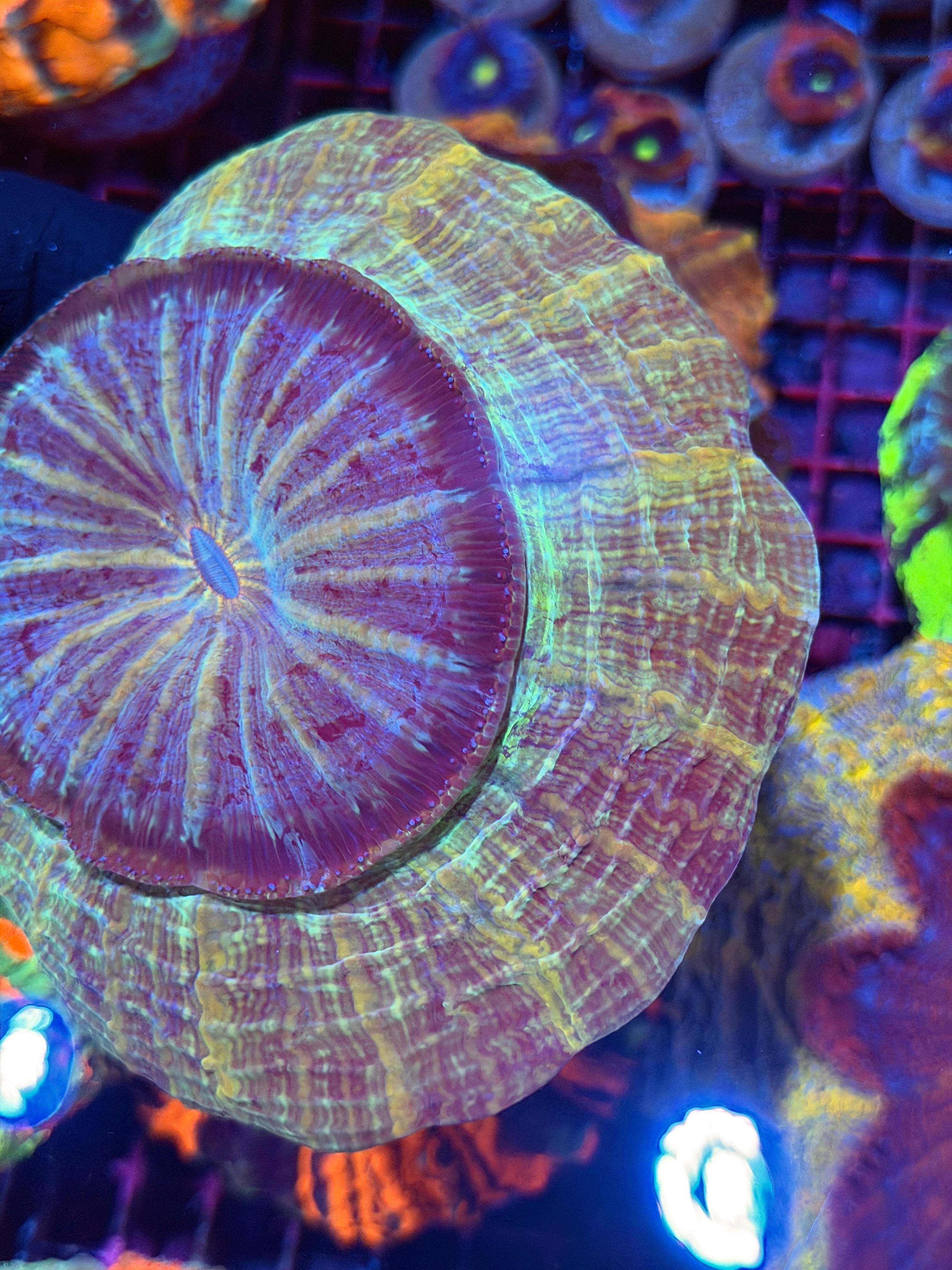 Galaxy Acanthophyllia Meat Coral XL 8/29