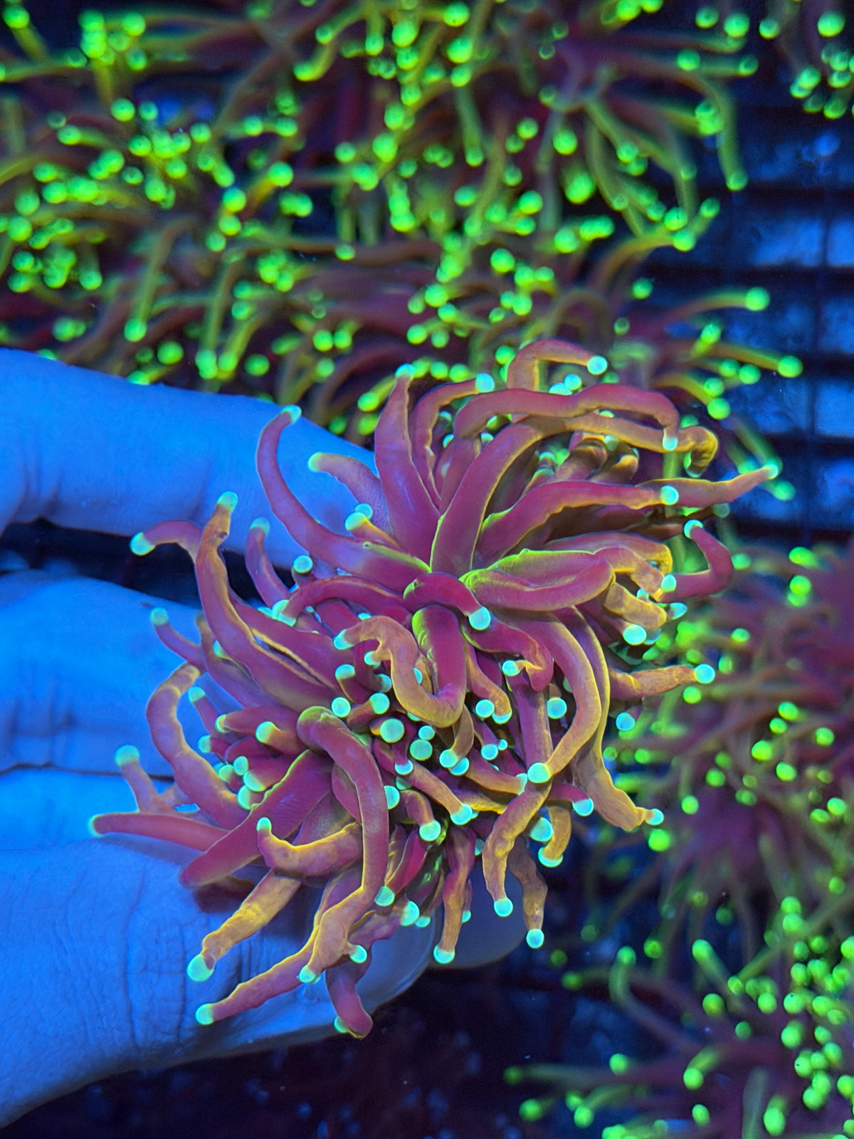 JEA Sub Zero Torch Coral 2 Heads XL 9/22