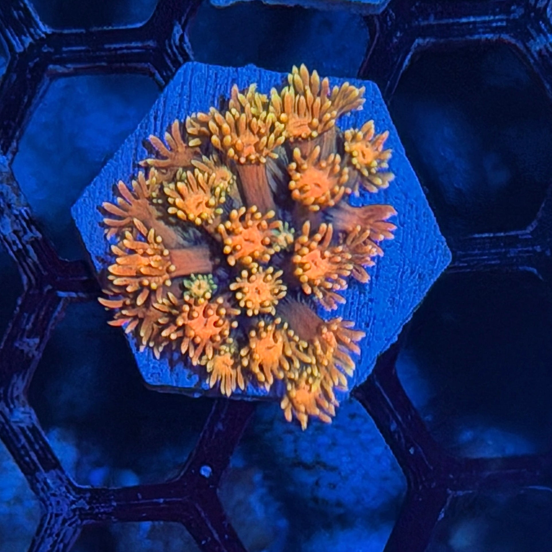 JEA Sugar Cookie Goniopora Coral 7/21