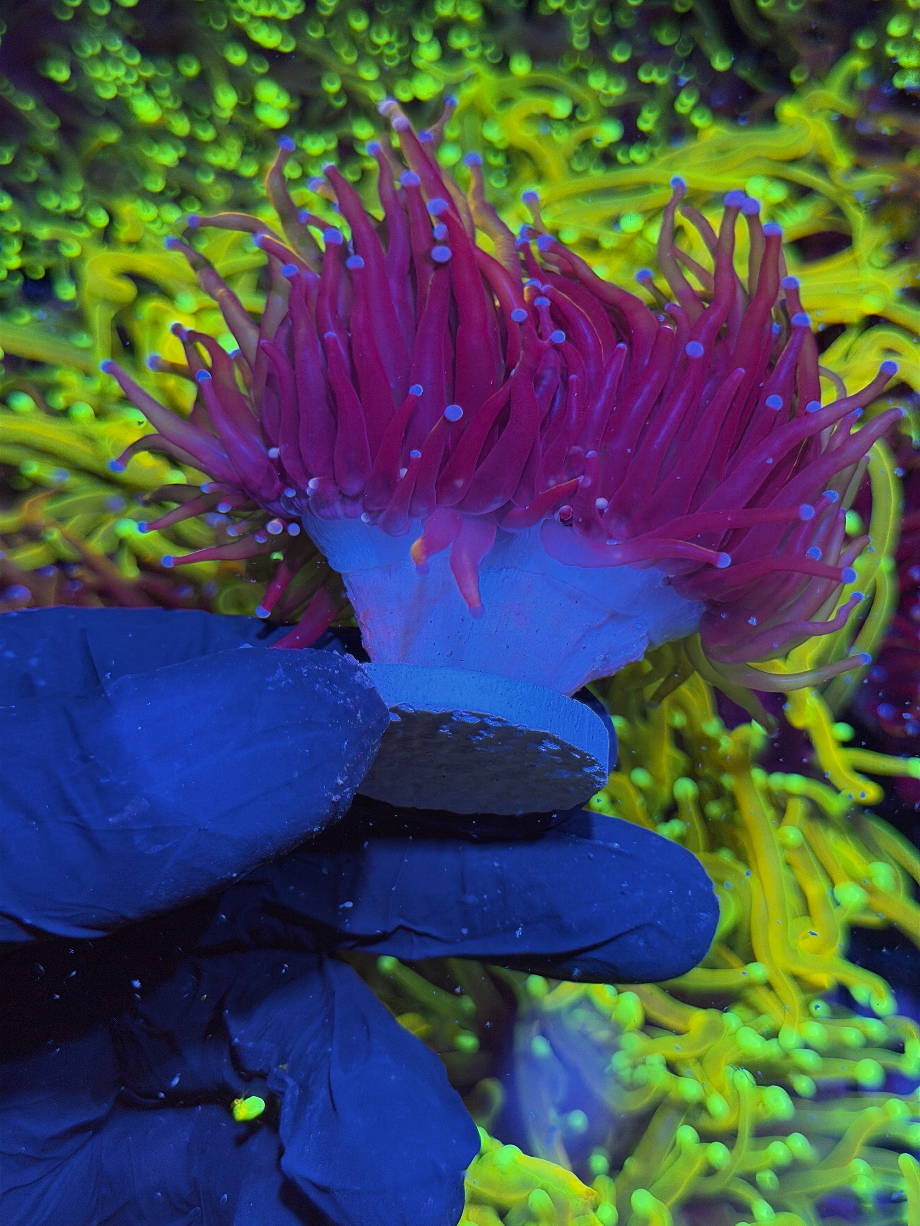 JEA Orange Peel Torch Coral 1 XL Head Splitting