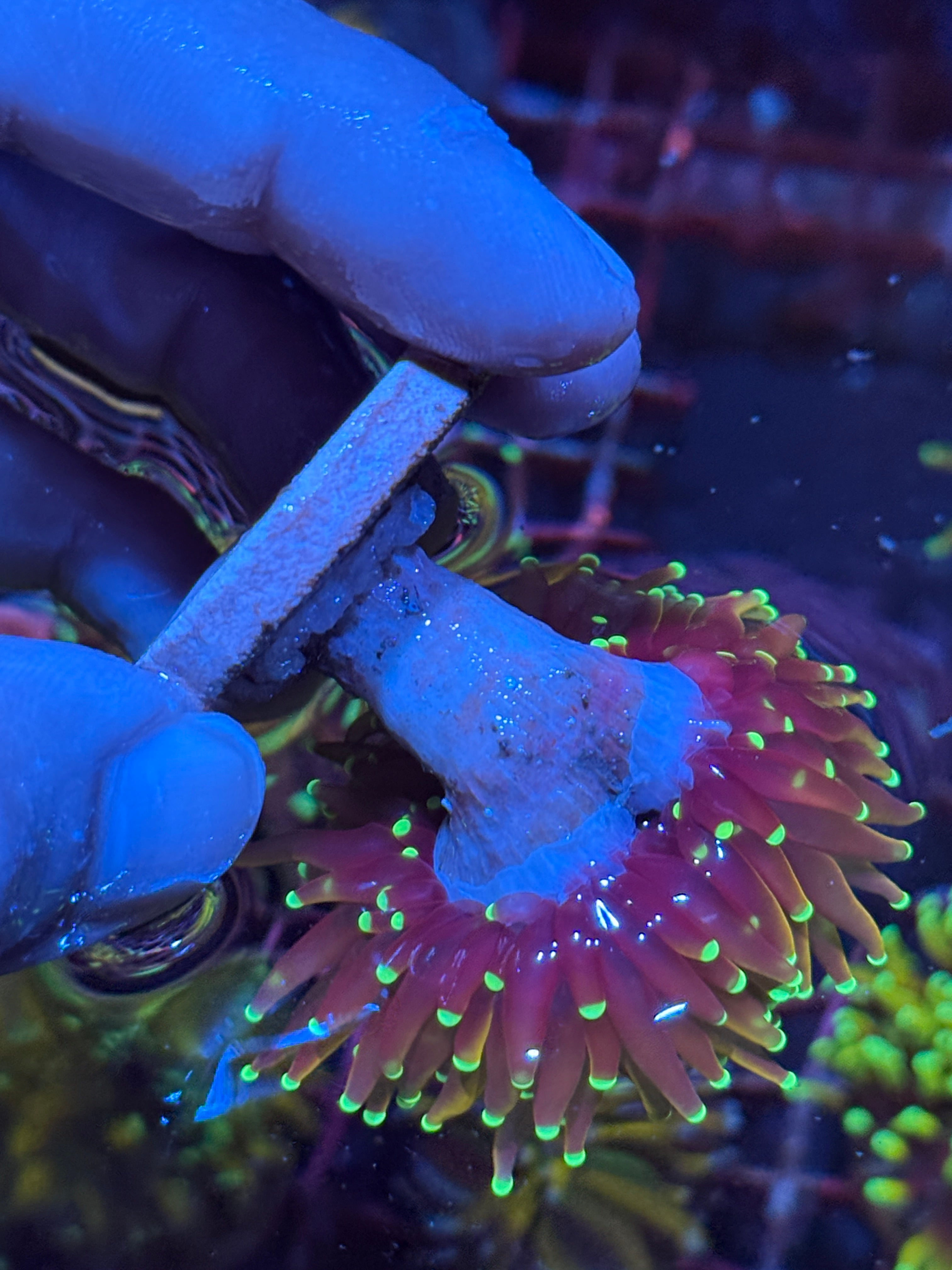 JEA Green Tip Jester Torch Coral 2 XL Heads 10/12