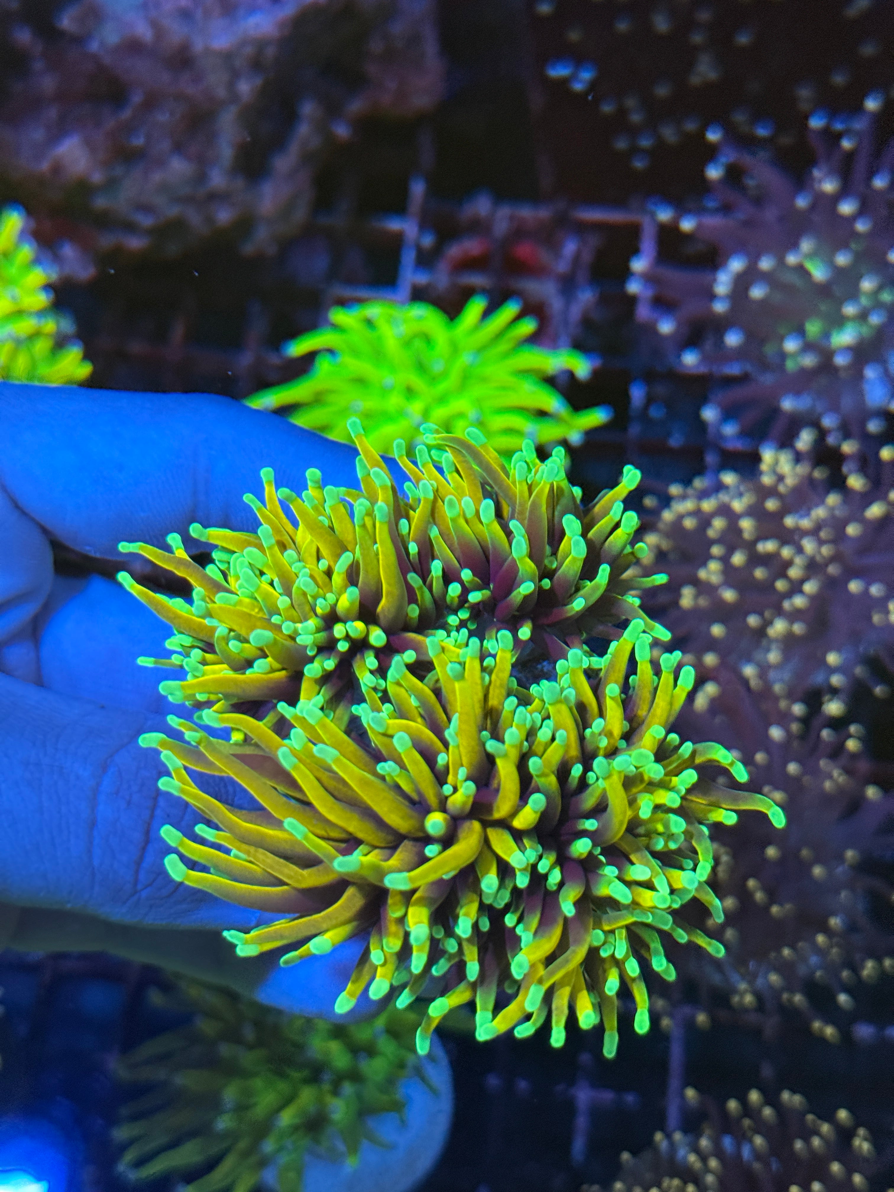 JEA Inferno Fire  Torch Coral 4 Heads XXL Show Piece Insanely Bright