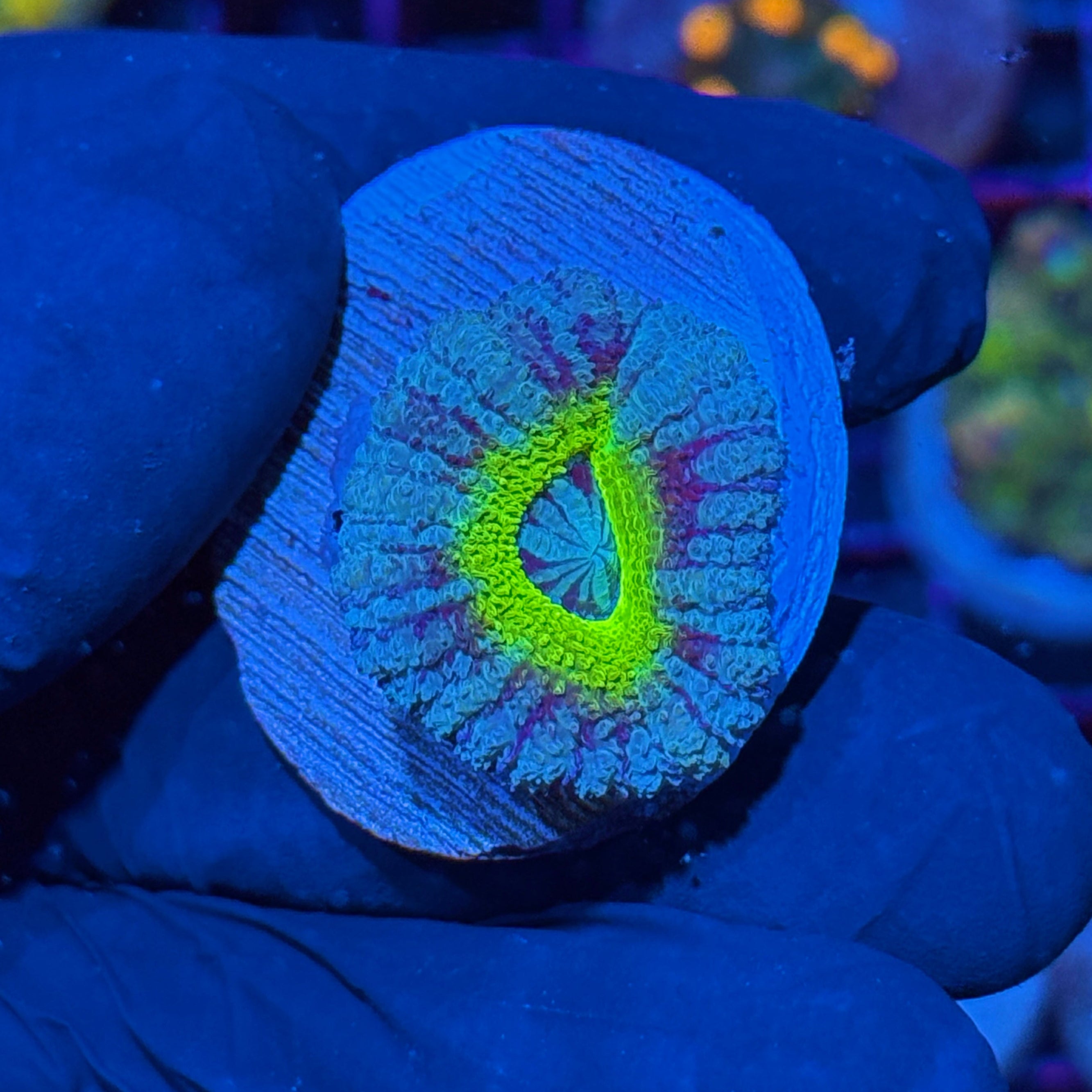 JEA Dragons Halo Asian Acans Coral
