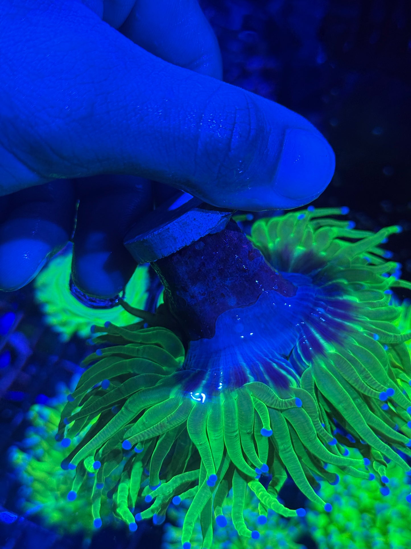 JEA 24K Holy Grail Torch Coral 3 Heads Splitting XXL BRIGHT