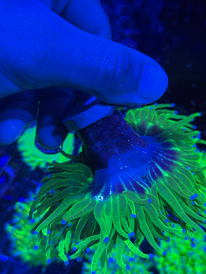 JEA 24K Holy Grail Torch Coral 3 Heads Splitting XXL BRIGHT