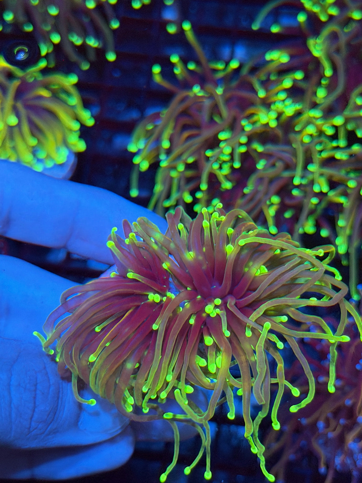 JEA Dragon Fire Torch Coral 2 Heads XL Splitting 9/21