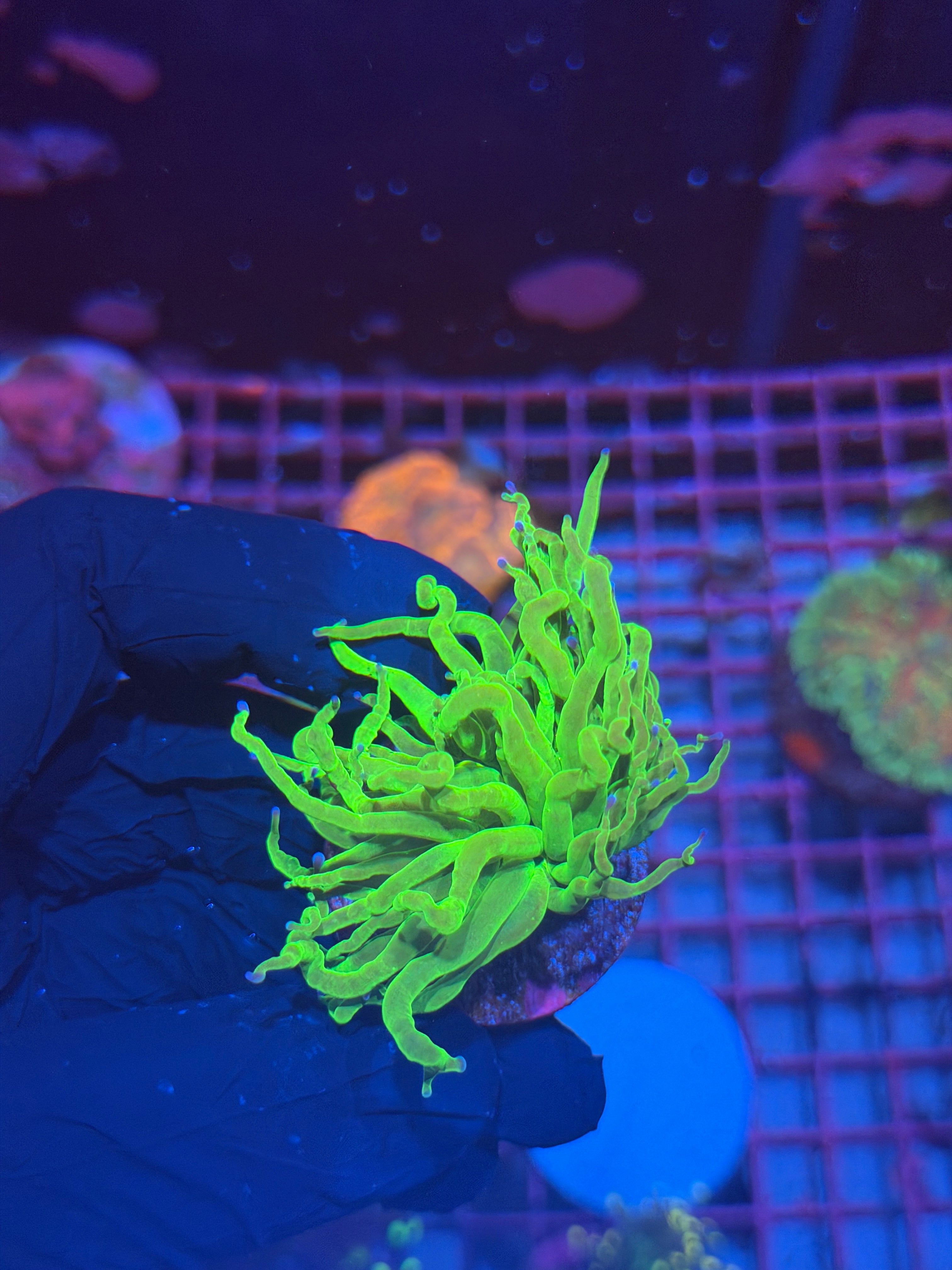 JEA Todd’s Torch Coral 1 Head 8/6