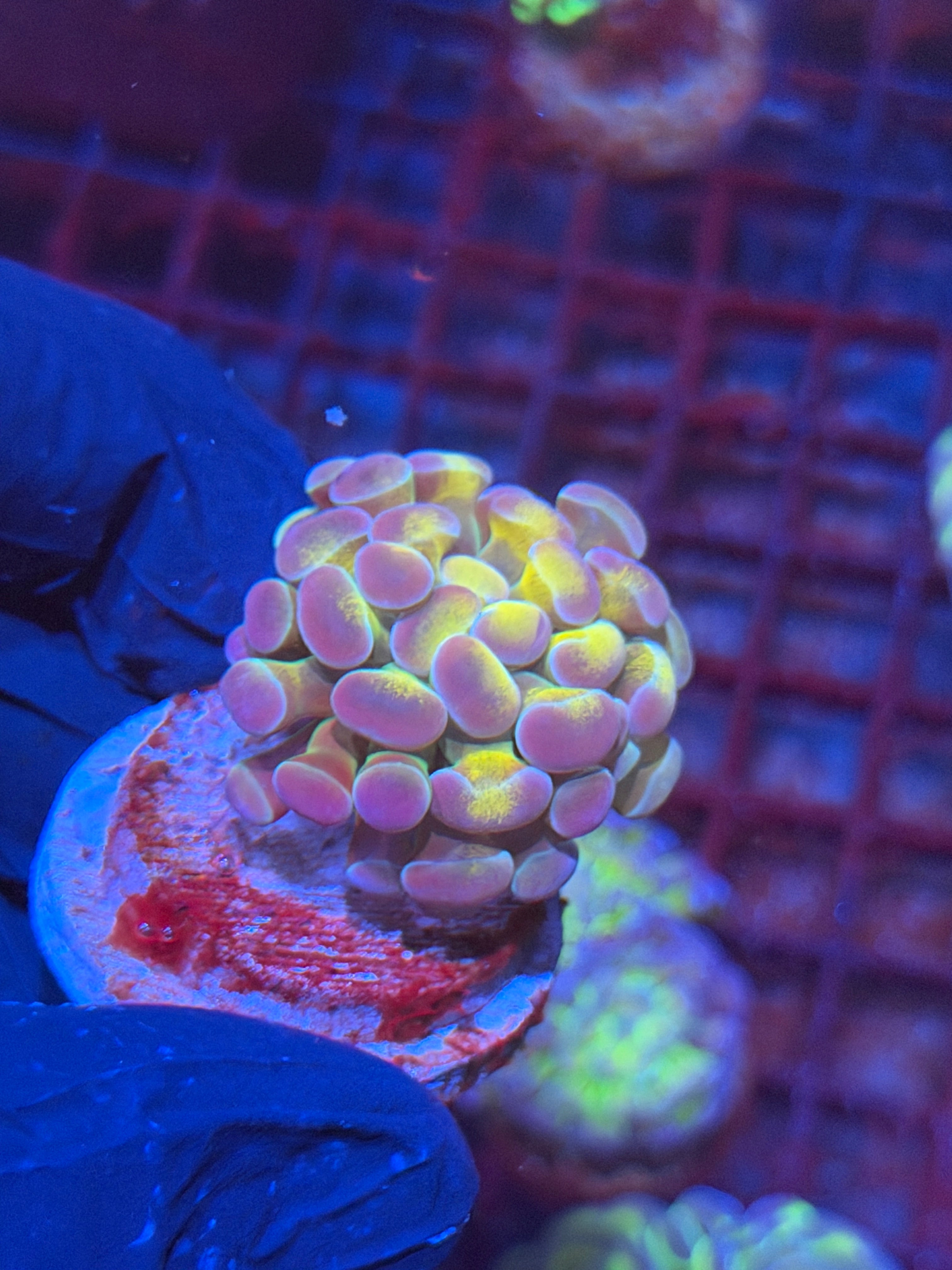 JEA Yellow Holo Hammer Coral 1 Head