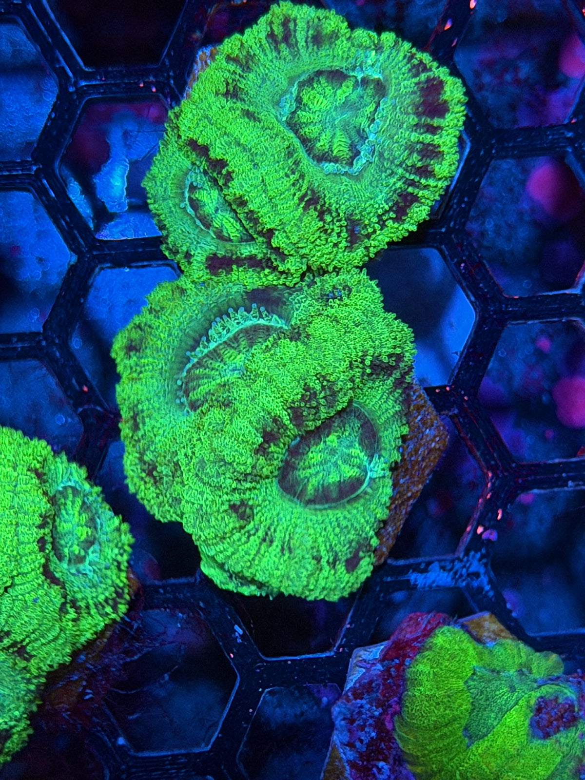 JEA Serpent Queen Asian Acans XL