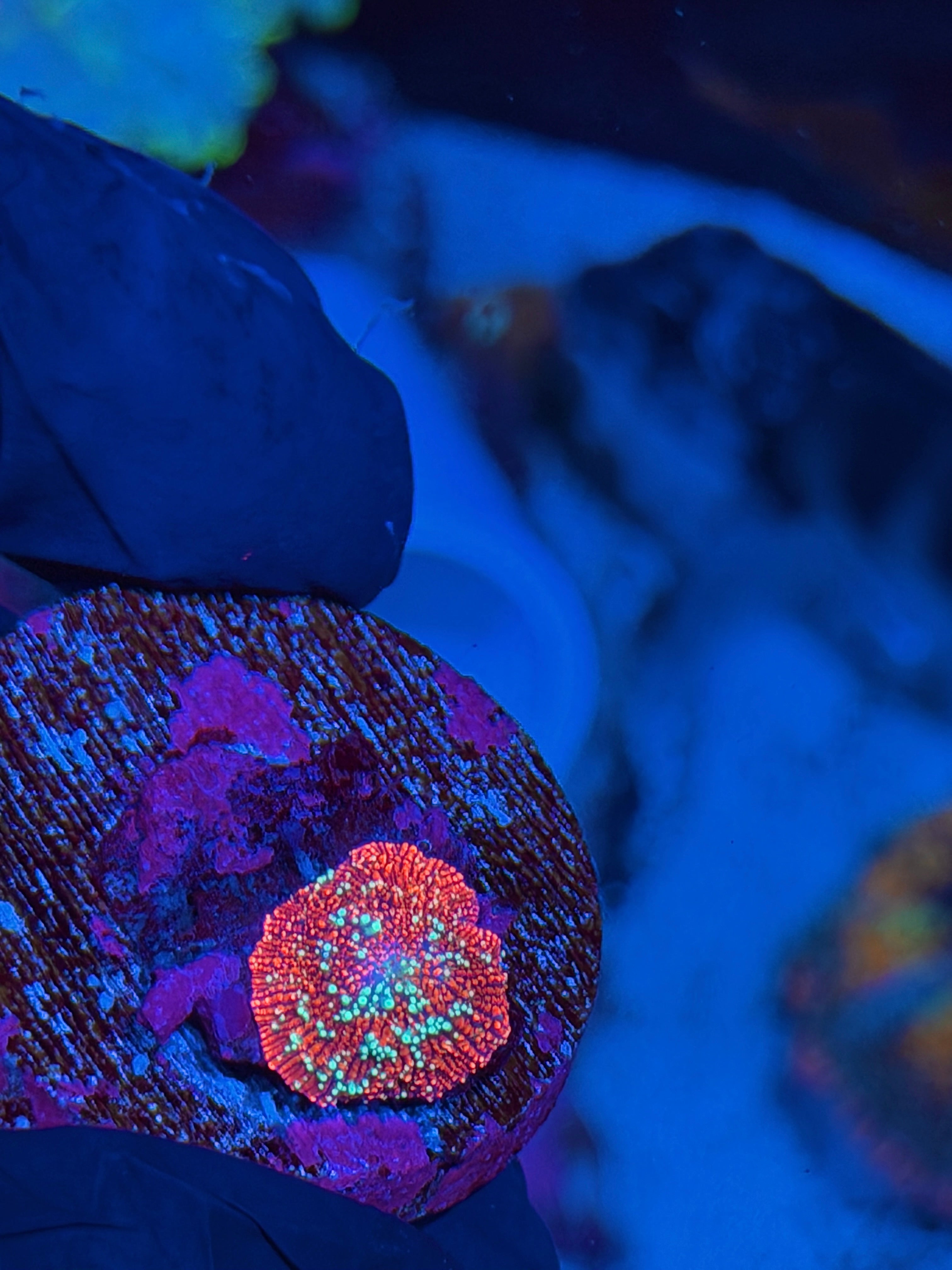 JEA Red Devil Jawbreaker Mushroom Coral