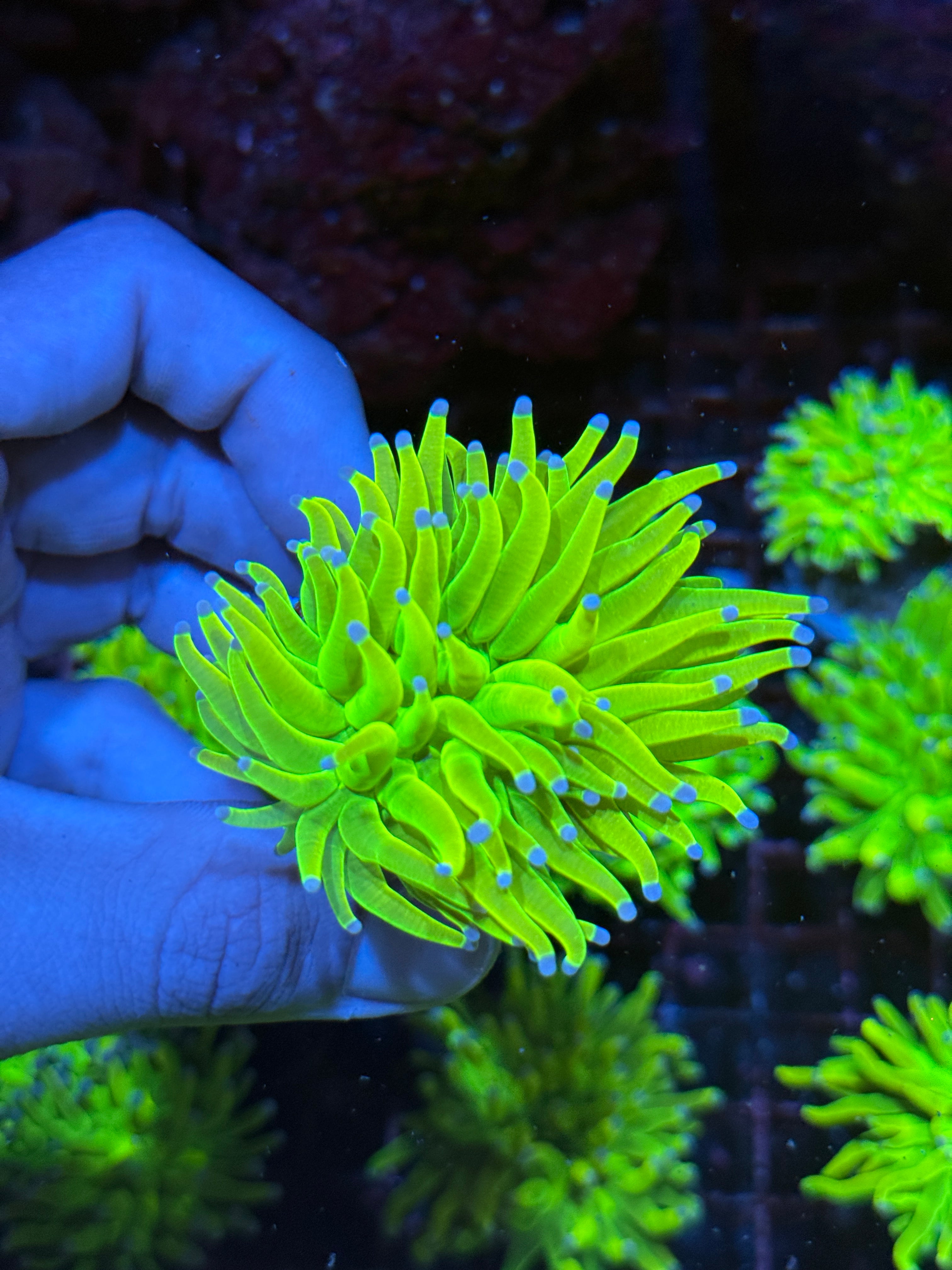 JEA Holy Grail Torch Coral 1 XL Head