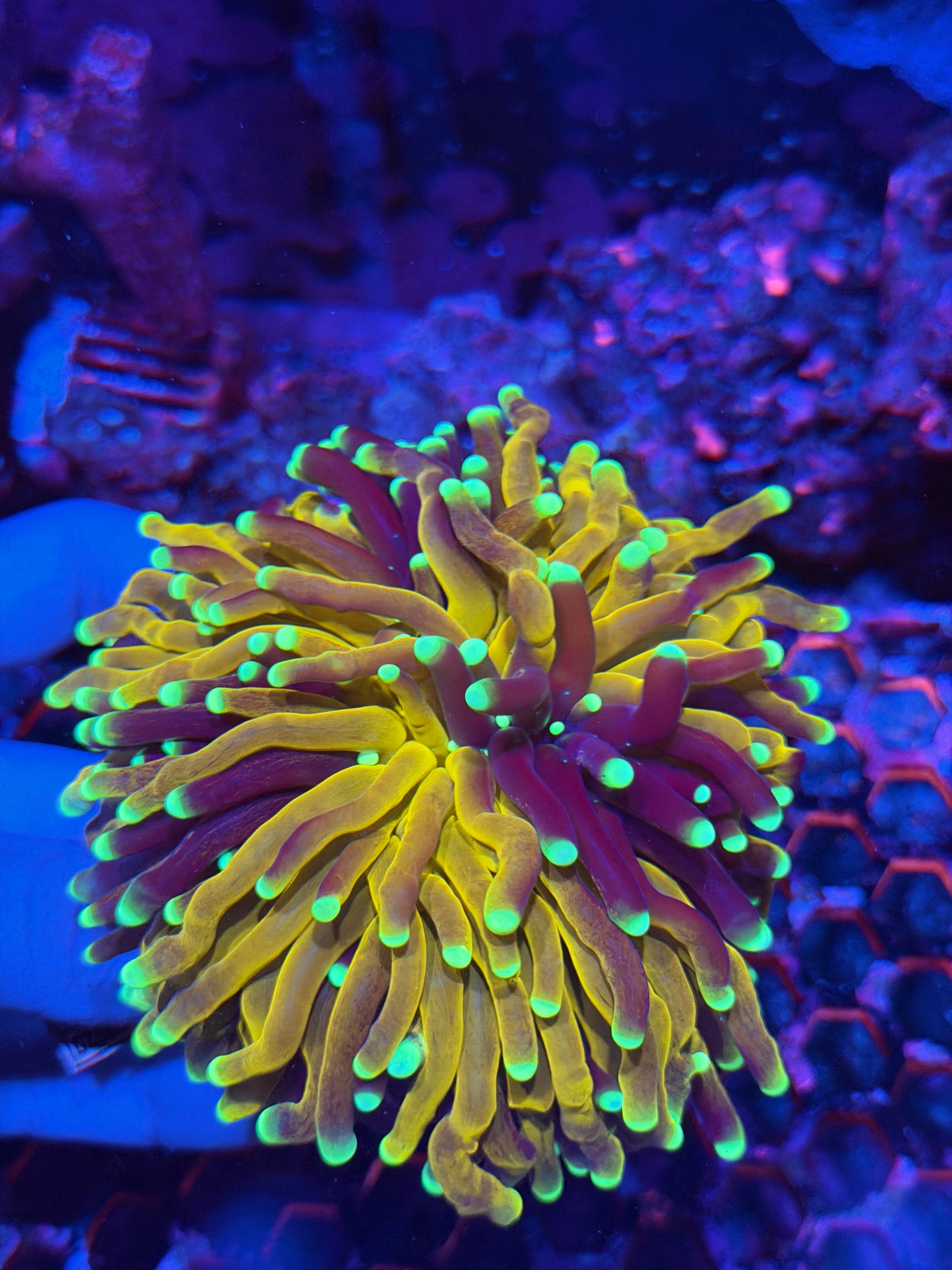 JEA Fat Stalk Tiger Torch Coral Grafted XXXL Show Piece 3/25