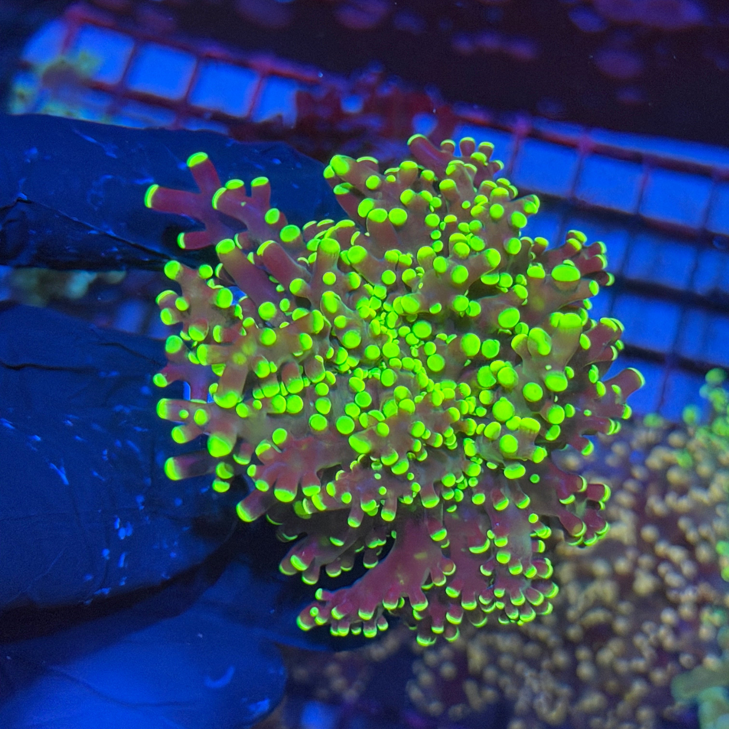 JEA Toxic Yellow Frogspawn 1 XXL Head 6/4