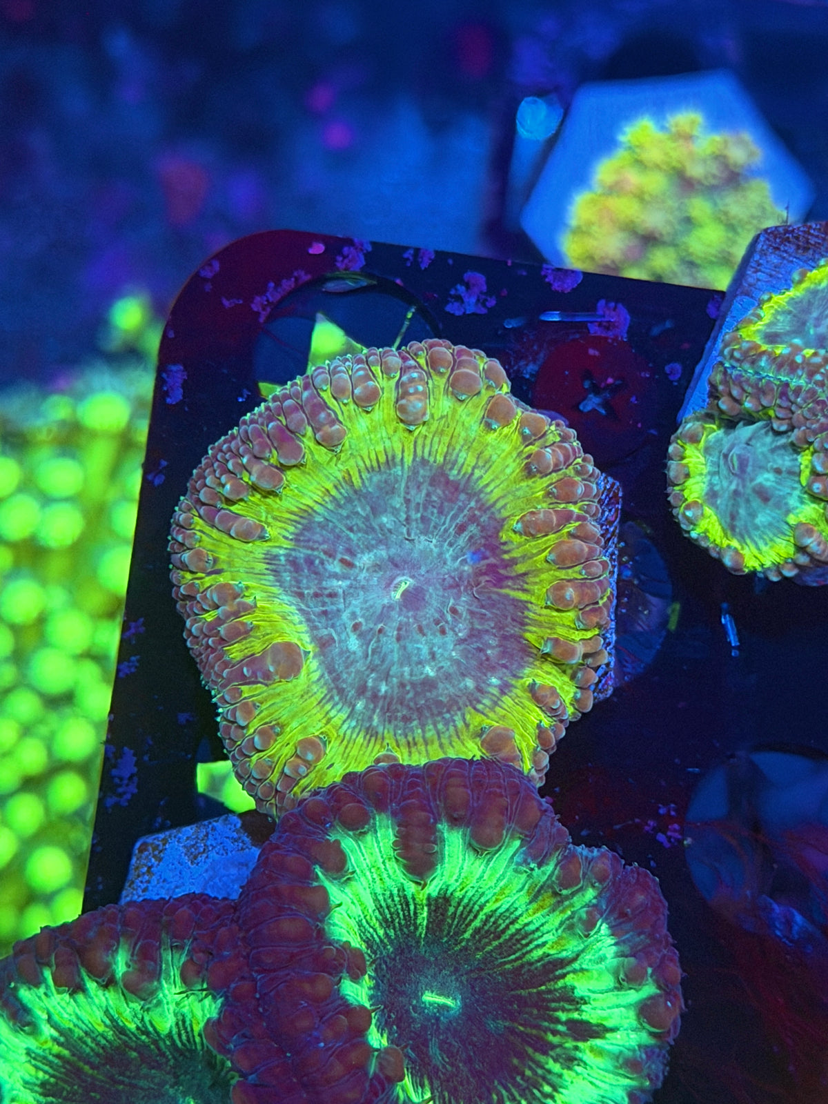 JEA Willy Wonka Blastomussa Coral 1 Head 9/27