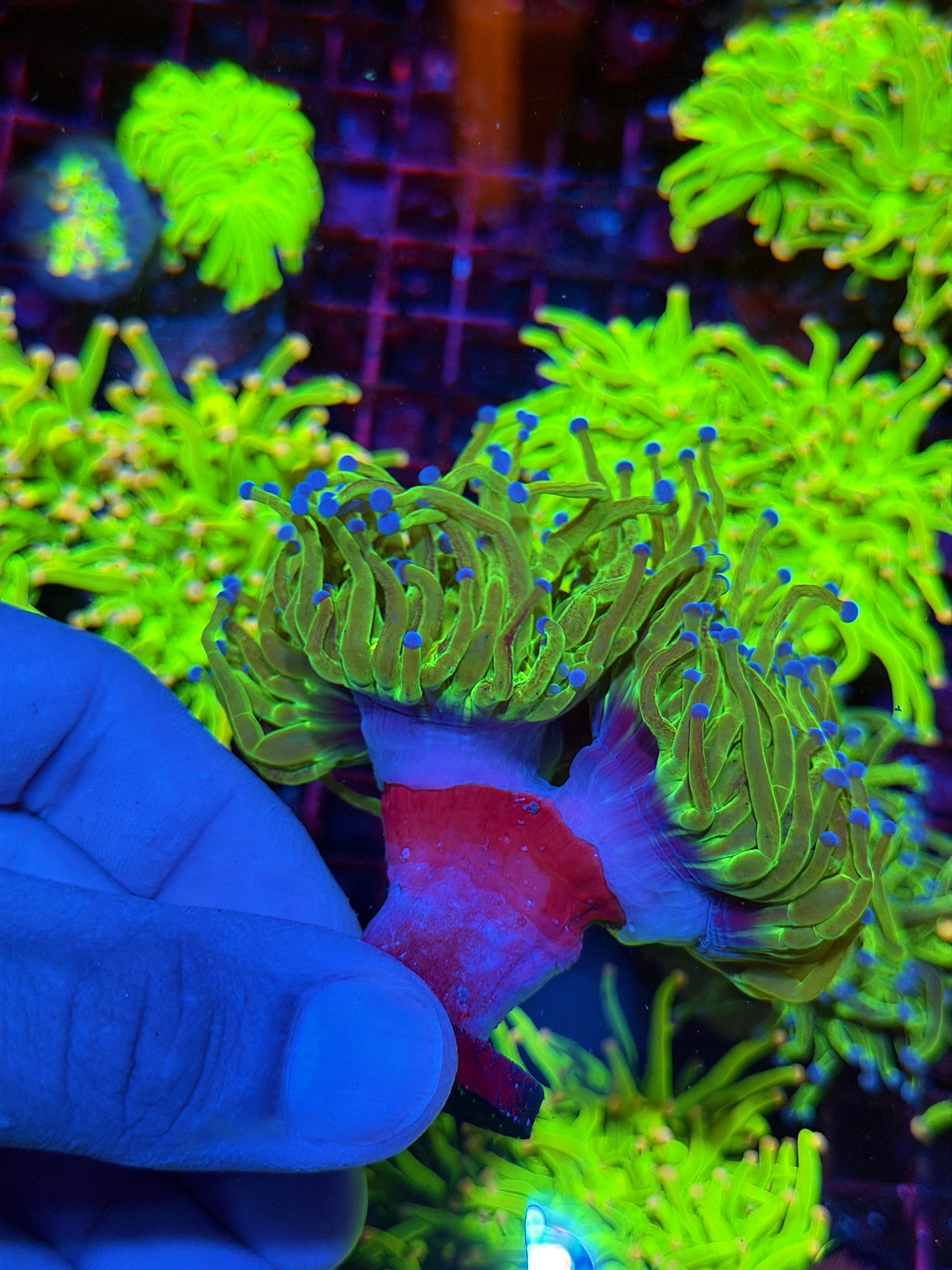 JEA Grafted Glitter Holy Grail Torch Coral 2 XXXL Heads Show Piece