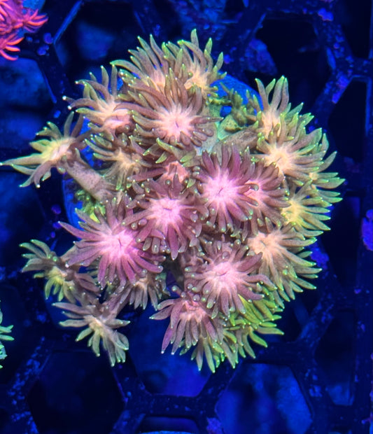 JEA Strawnana Goniopora Coral BRIGHT
