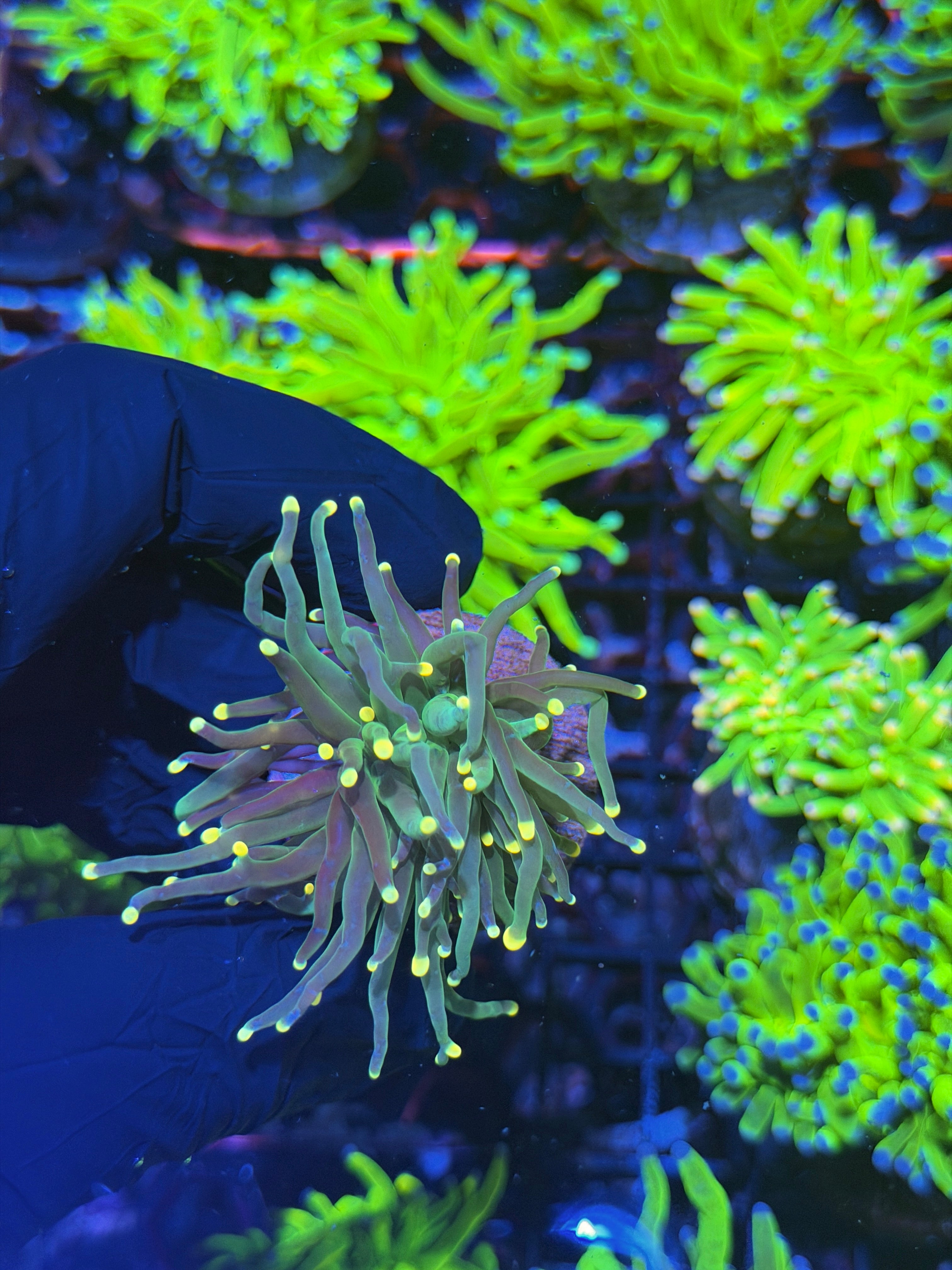 JEA Lemon Drop Torch Coral 1 XL Head 8/1