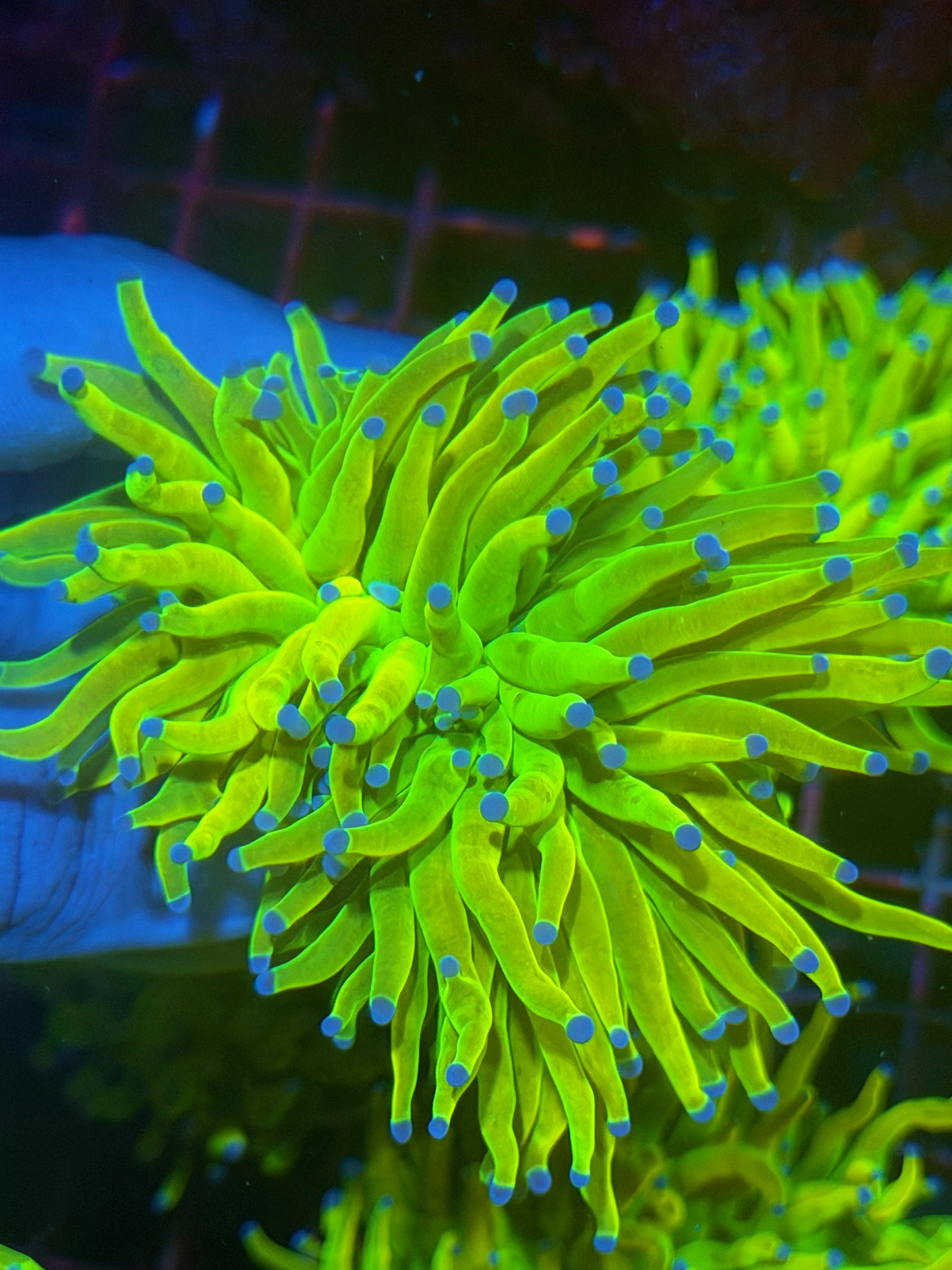 JEA Holy Grail Torch Coral 1 XL Head -