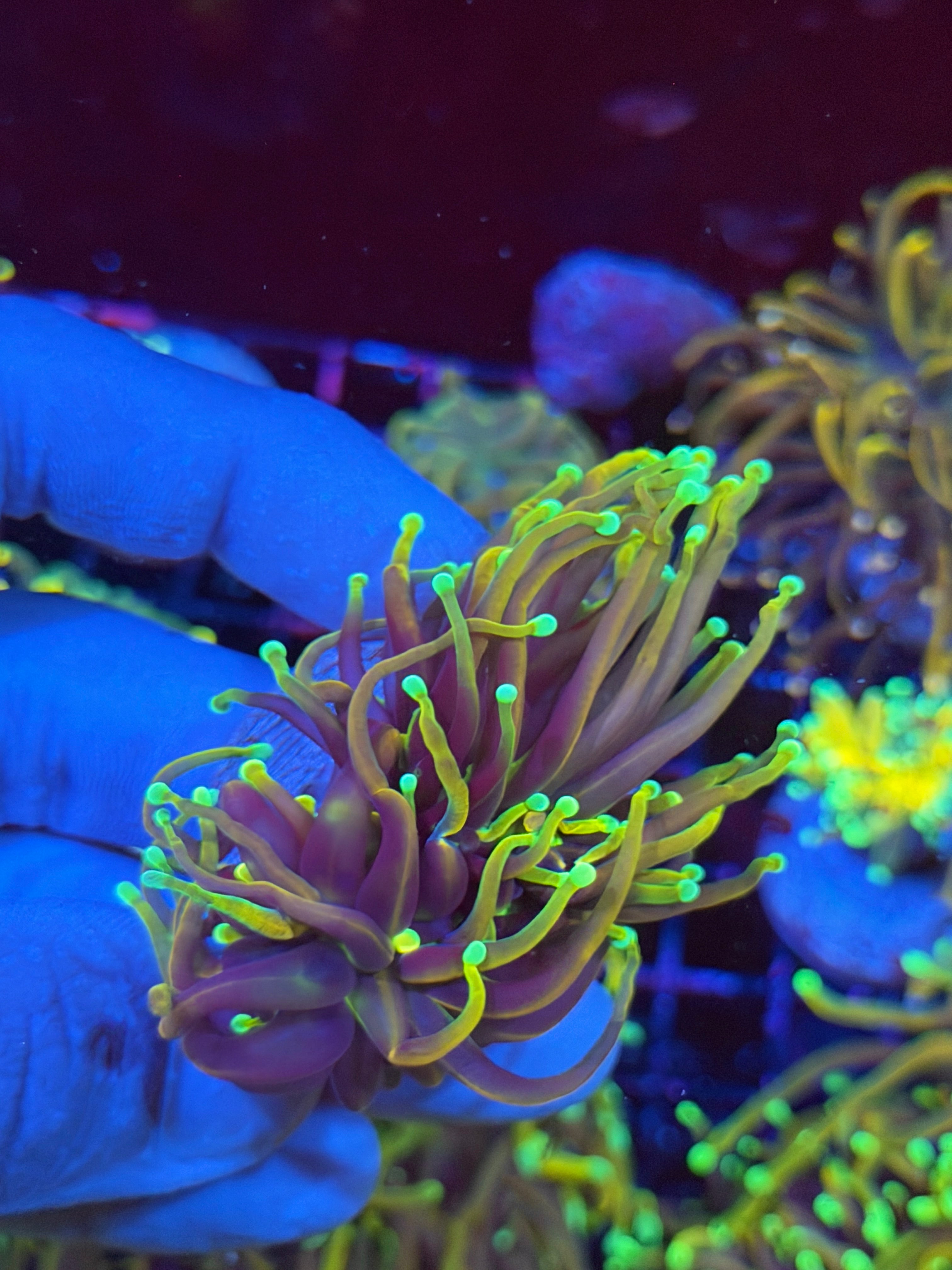 JEA Dragon Fire Torch Coral 2 Heads XL