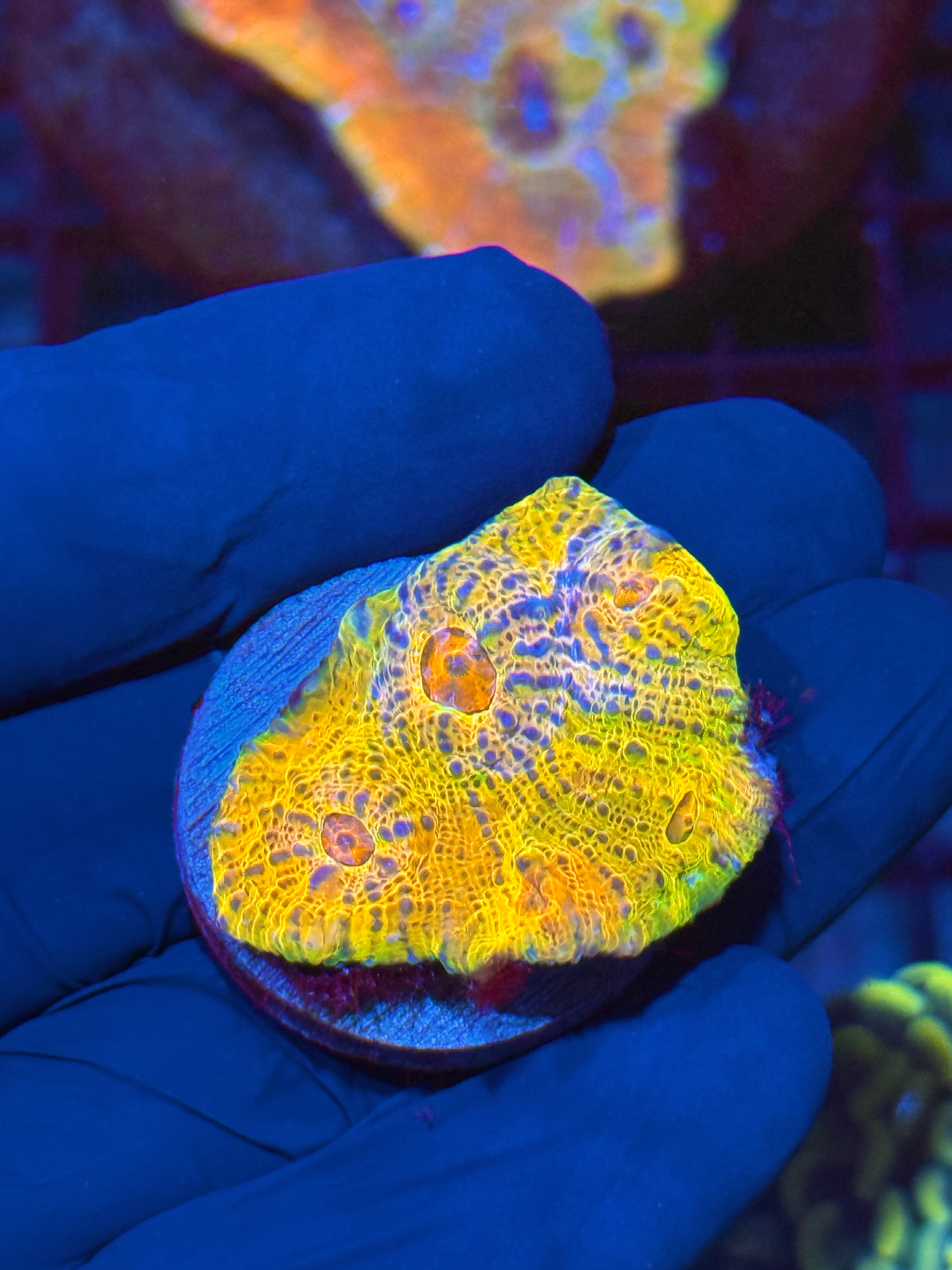 JEA Rainbow Chalice Coral