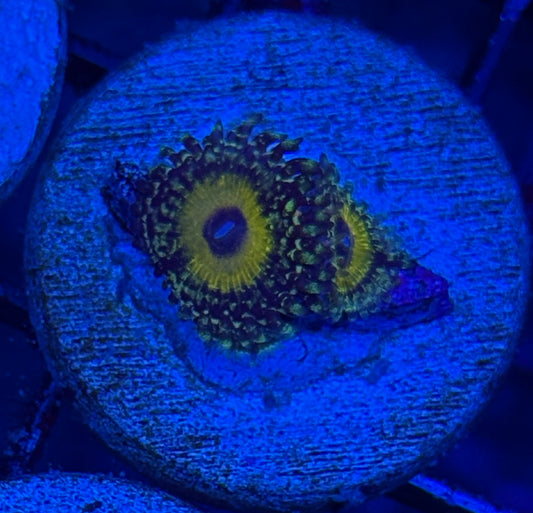 JEA Godbeast Zoanthid Coral 2 XL Polyps