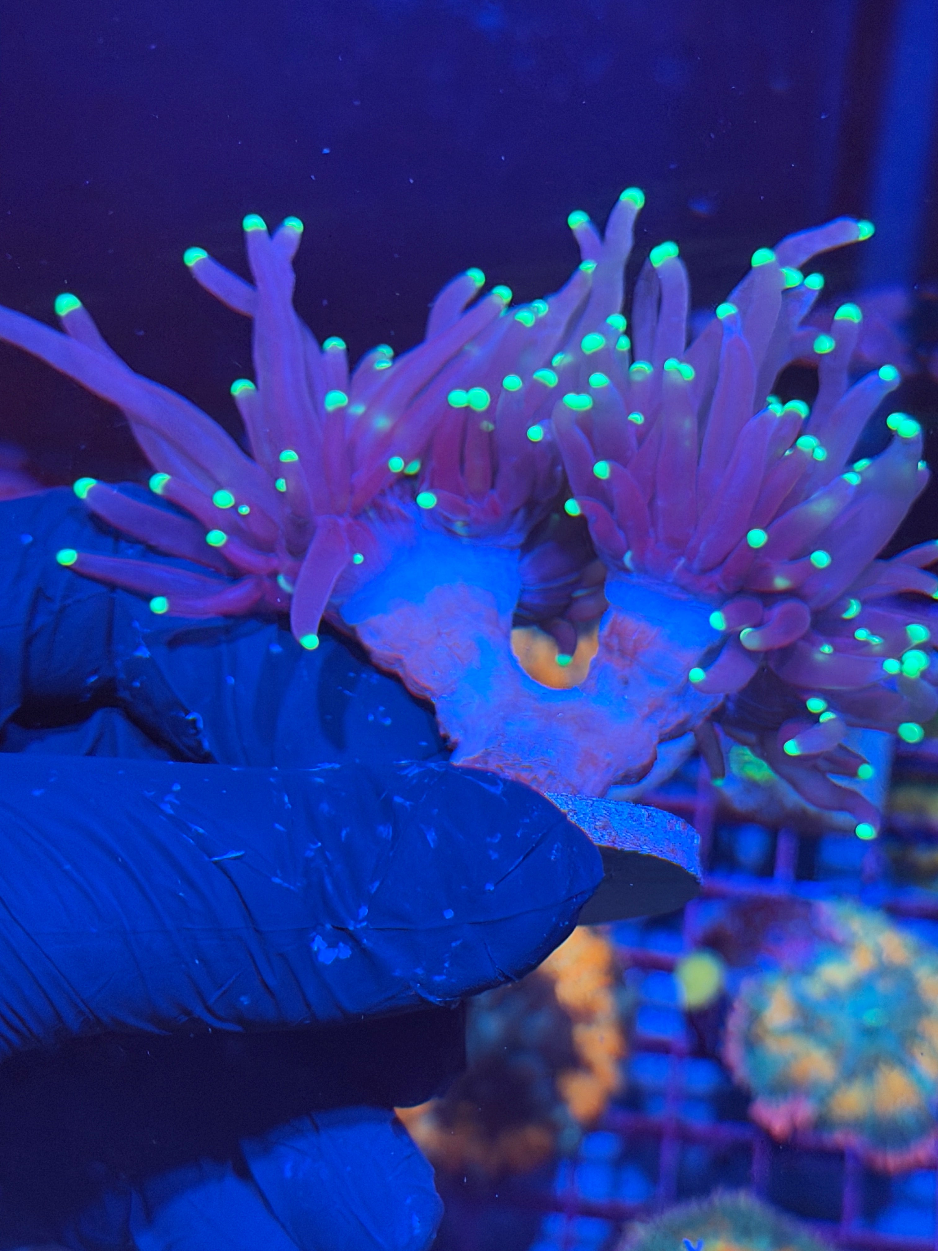 JEA Purple Tiger 2.0 Torch Coral 2 Heads Splitting to 3 XXL Oddball Rare Piece 6/4