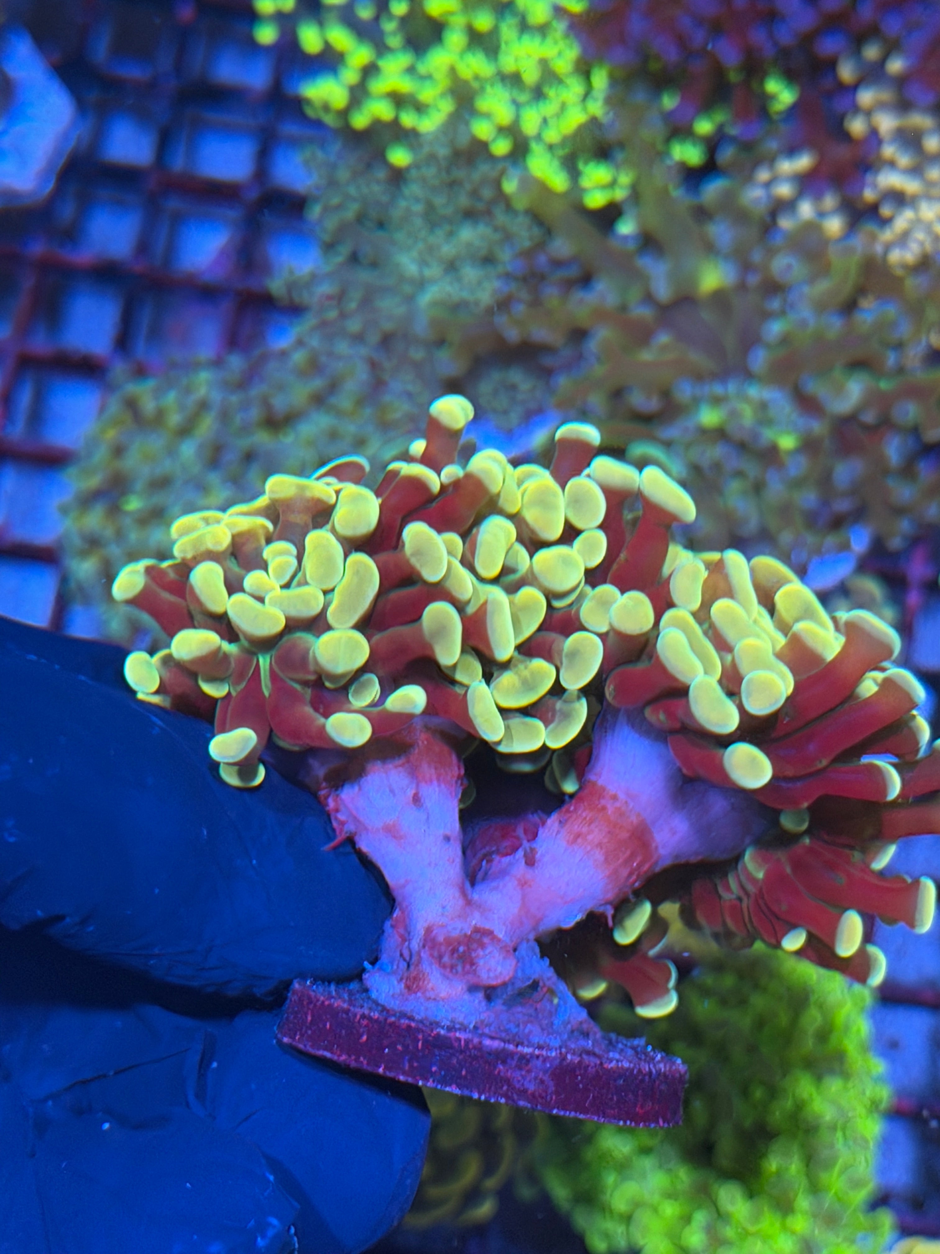 JEA Golden Boy Hammer Coral 6-8 Heads XXL 7/10