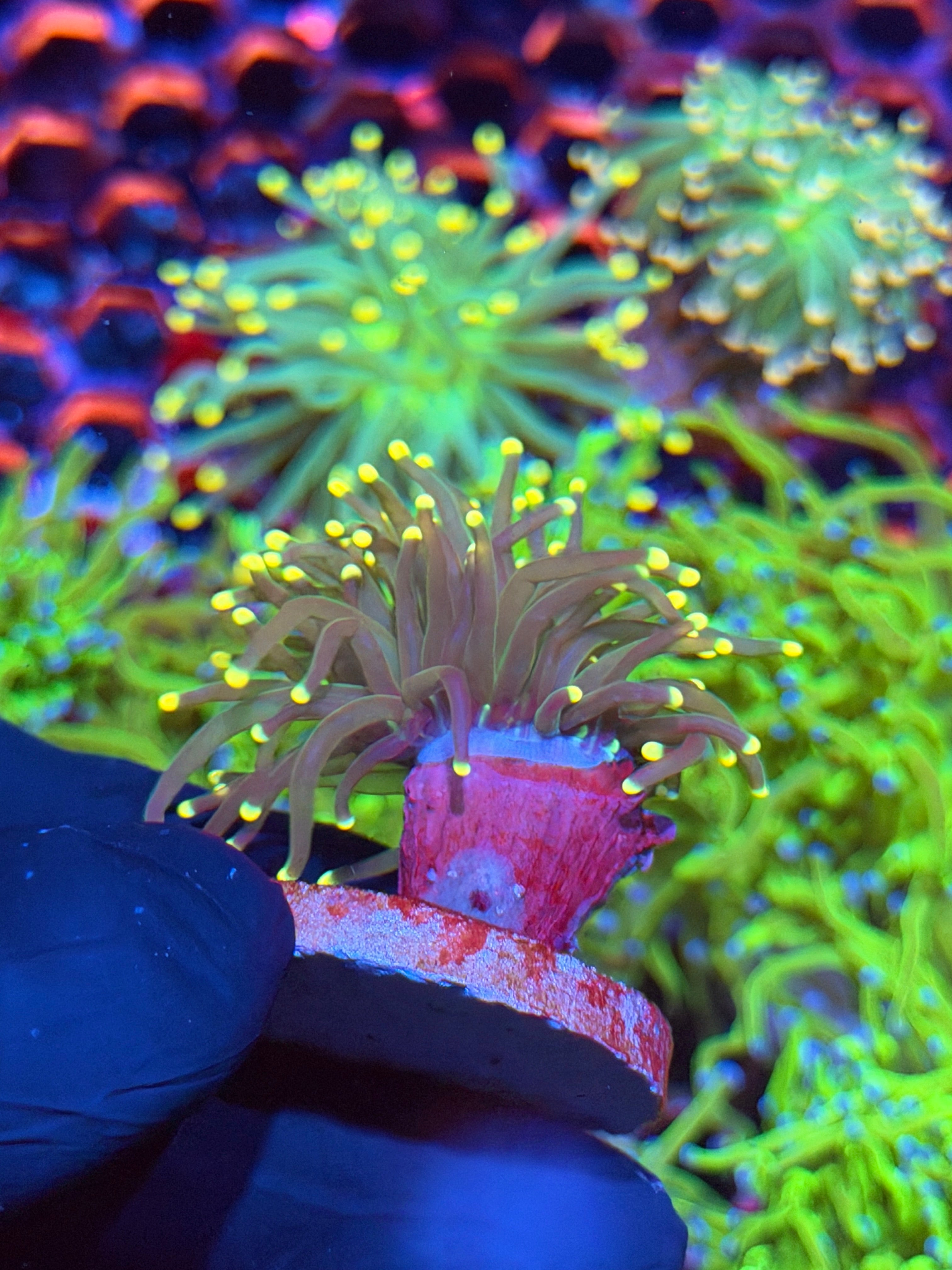 JEA Yellow Sparkler Torch Coral 1 XL Head Splitting 9/6